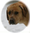 BOSLEYSNOW.JPG