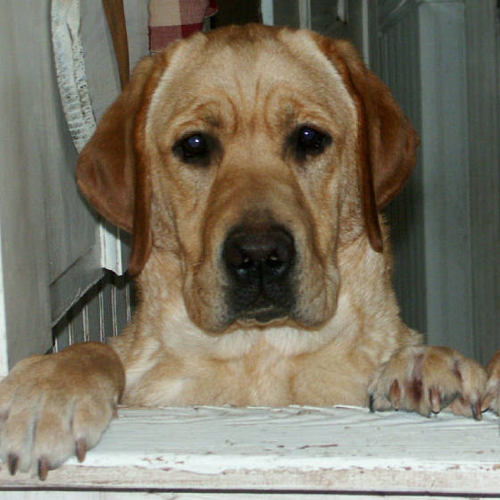 Laurkim's Bosley