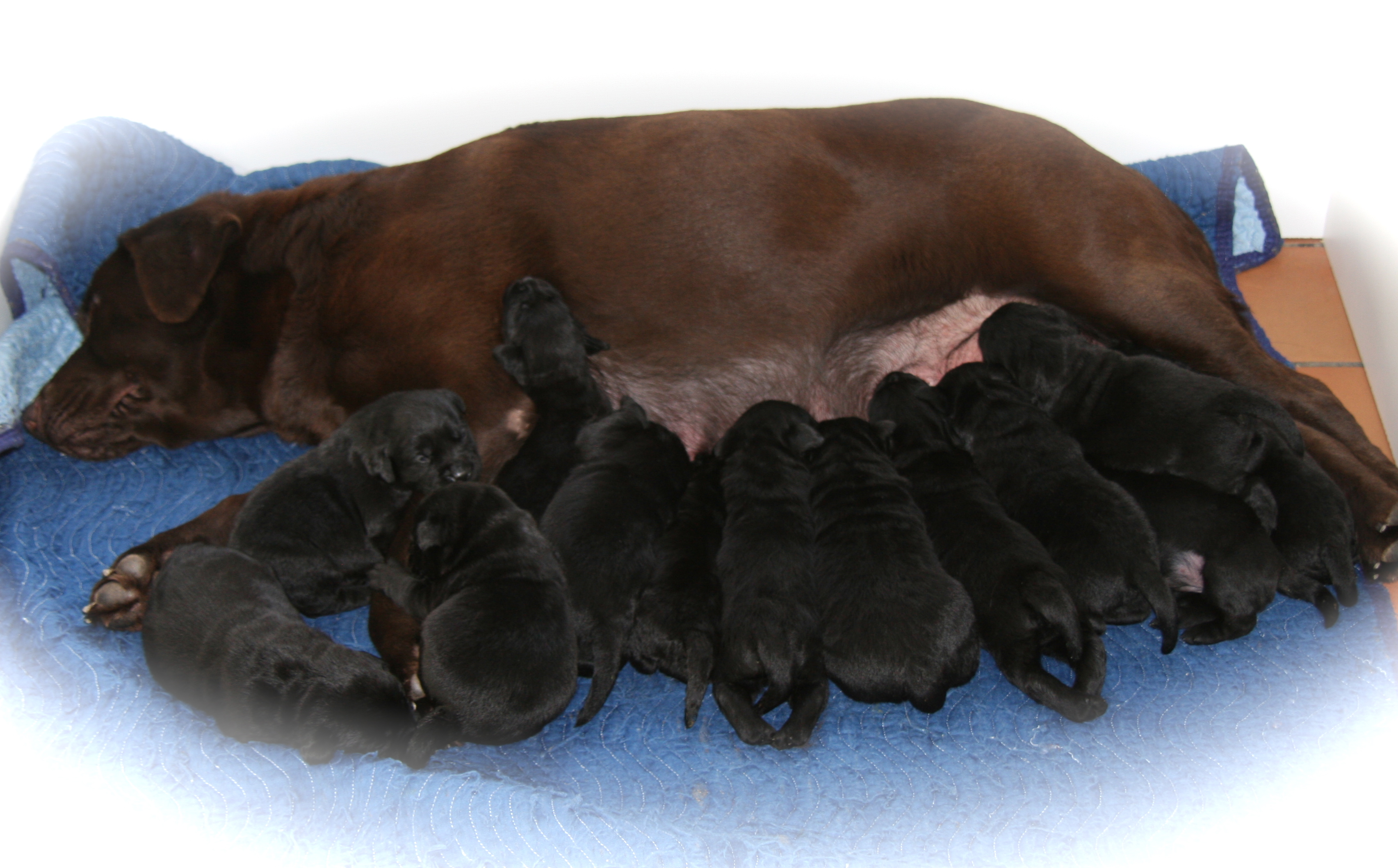 picturegallery15468.tmp/13pups2weeks.JPG