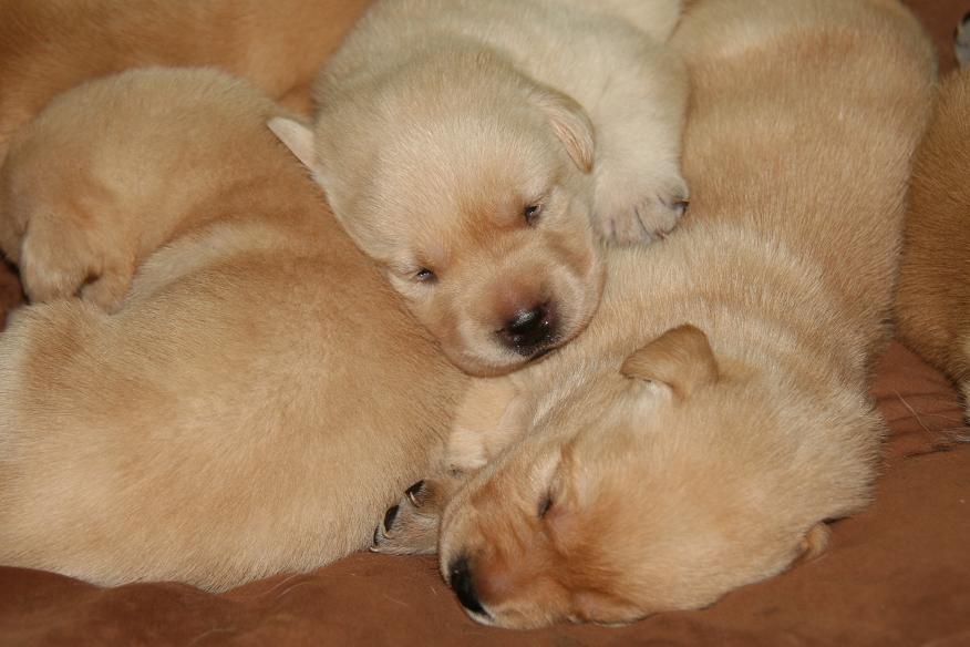 picturegallery15468.tmp/willowcopperpuppies2weeks.JPG