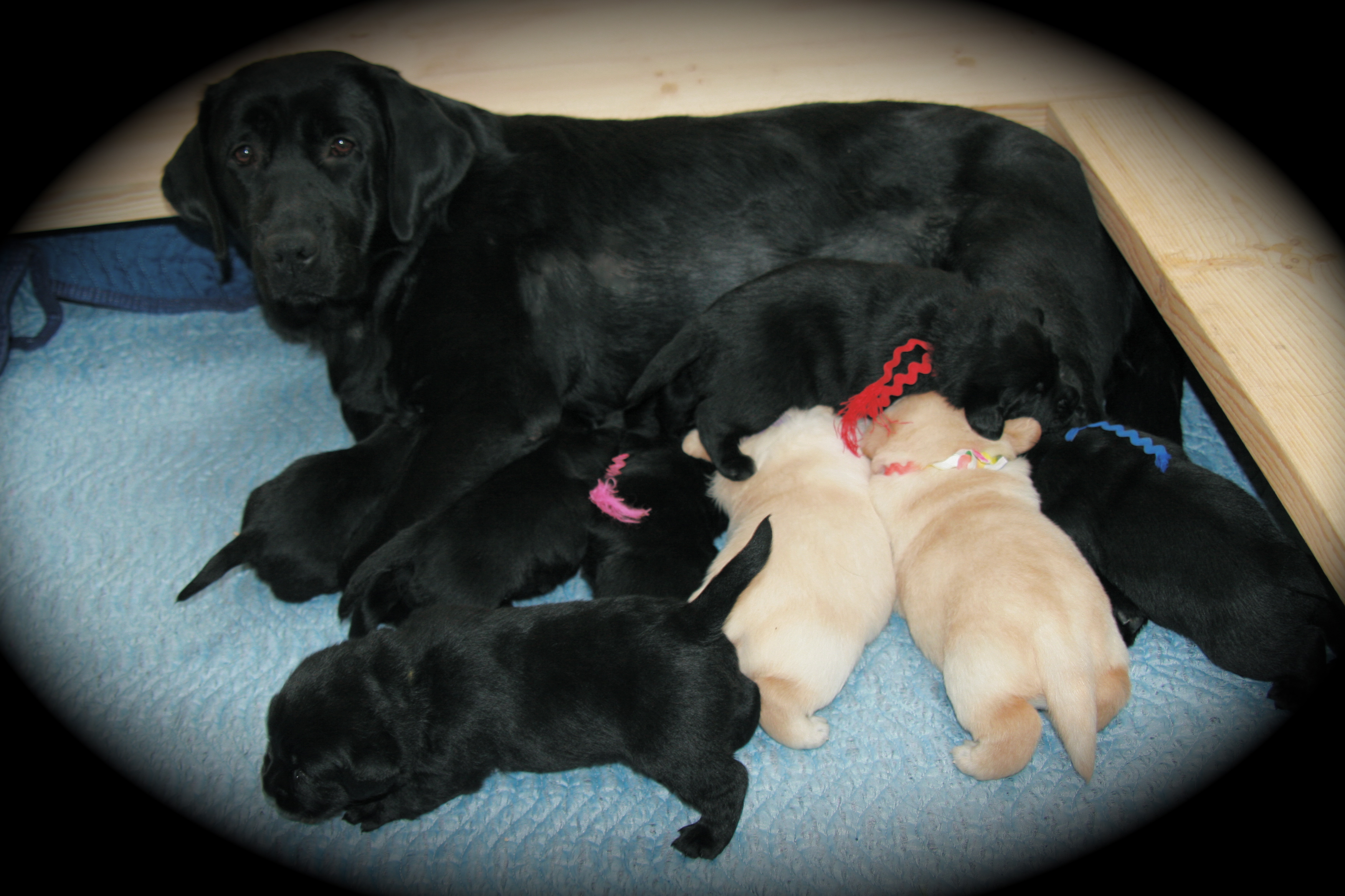 picturegallery15468.tmp/3weekdesseypups.JPG