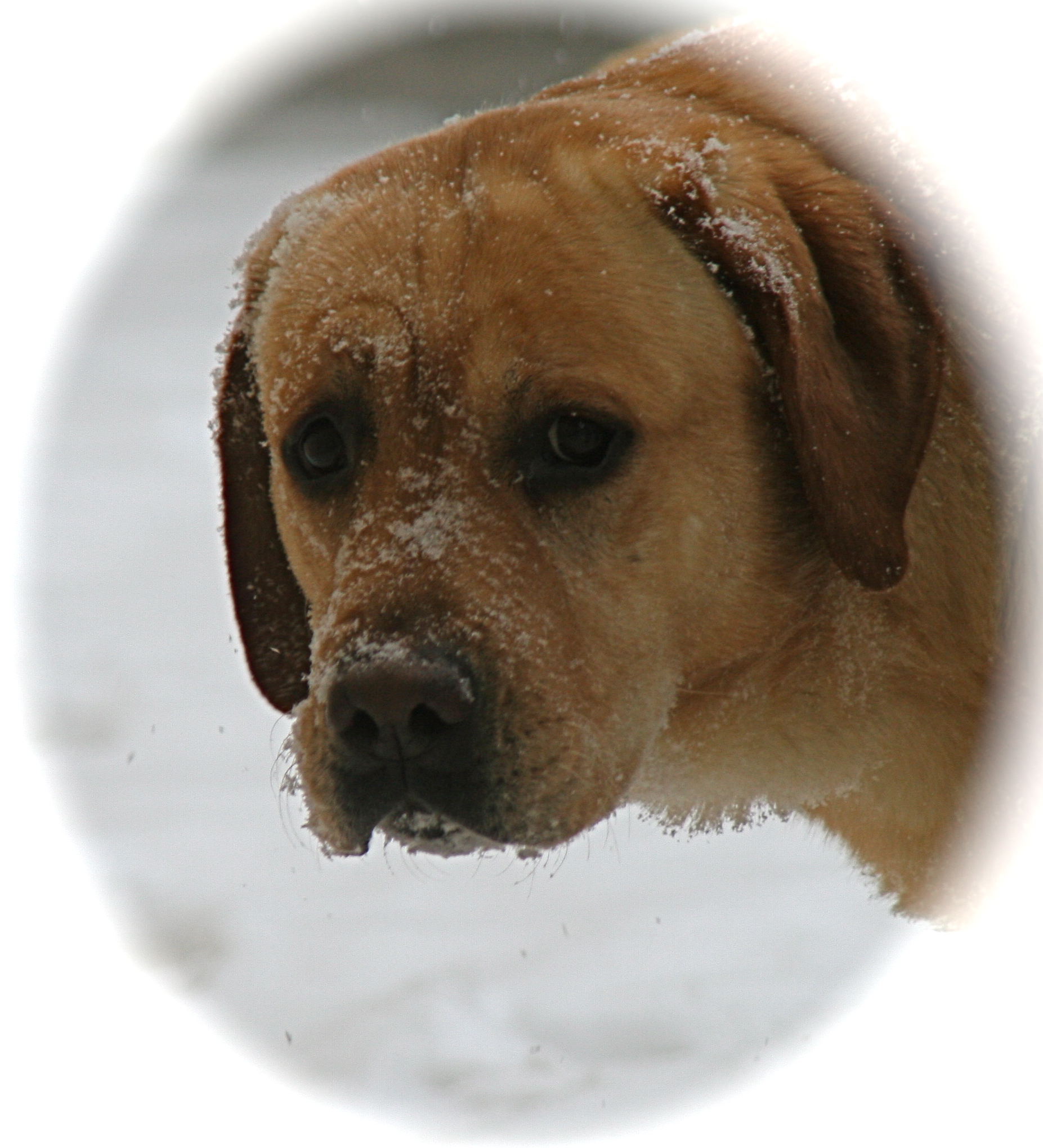 picturegallery15468.tmp/BOSLEYINSNOW.JPG