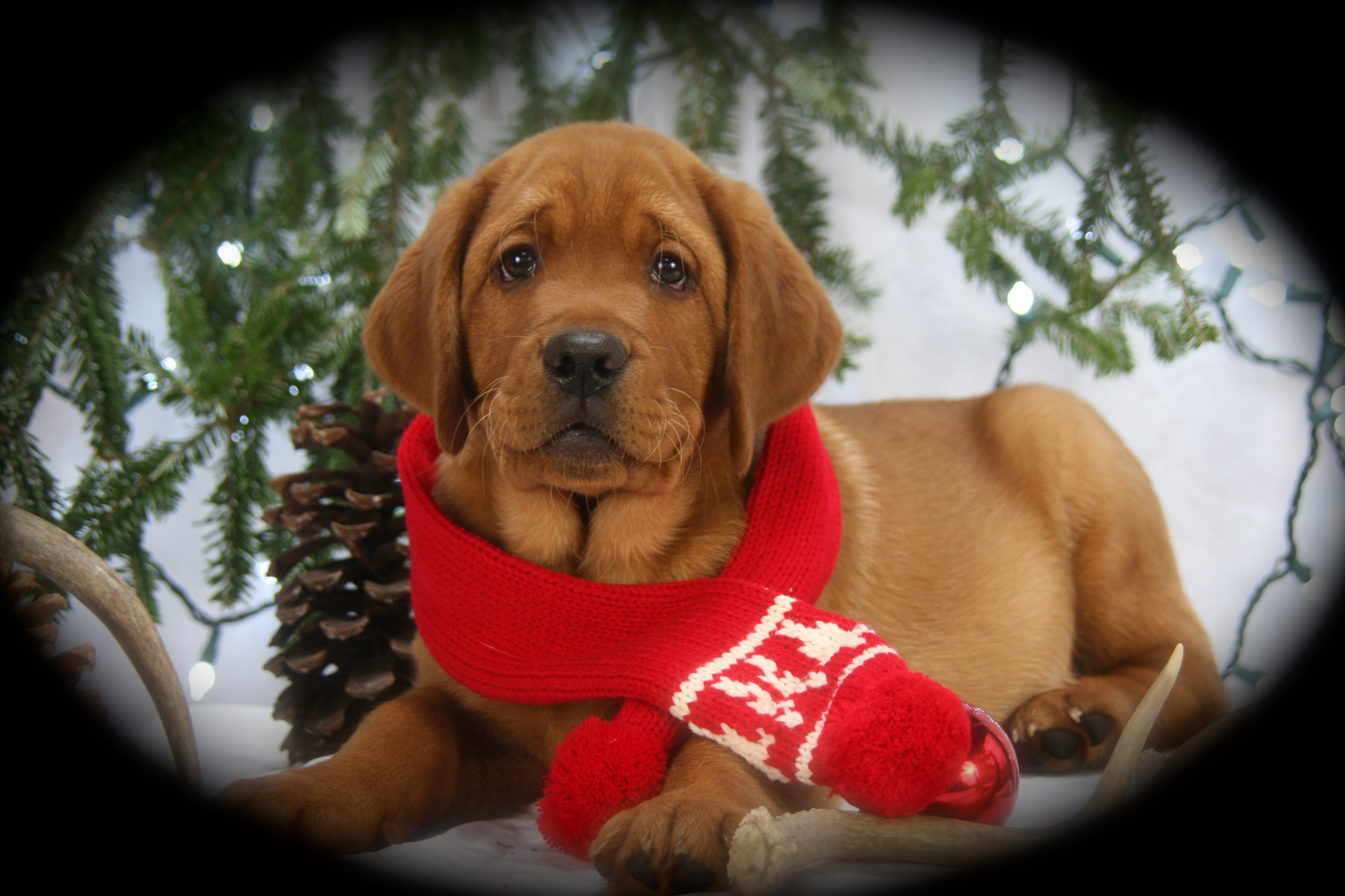 picturegallery15468.tmp/CASHXMAS.JPG