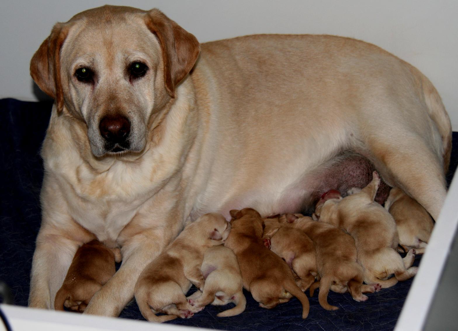 WILLOW AND HER PUPPIES 7/14/08.JPG