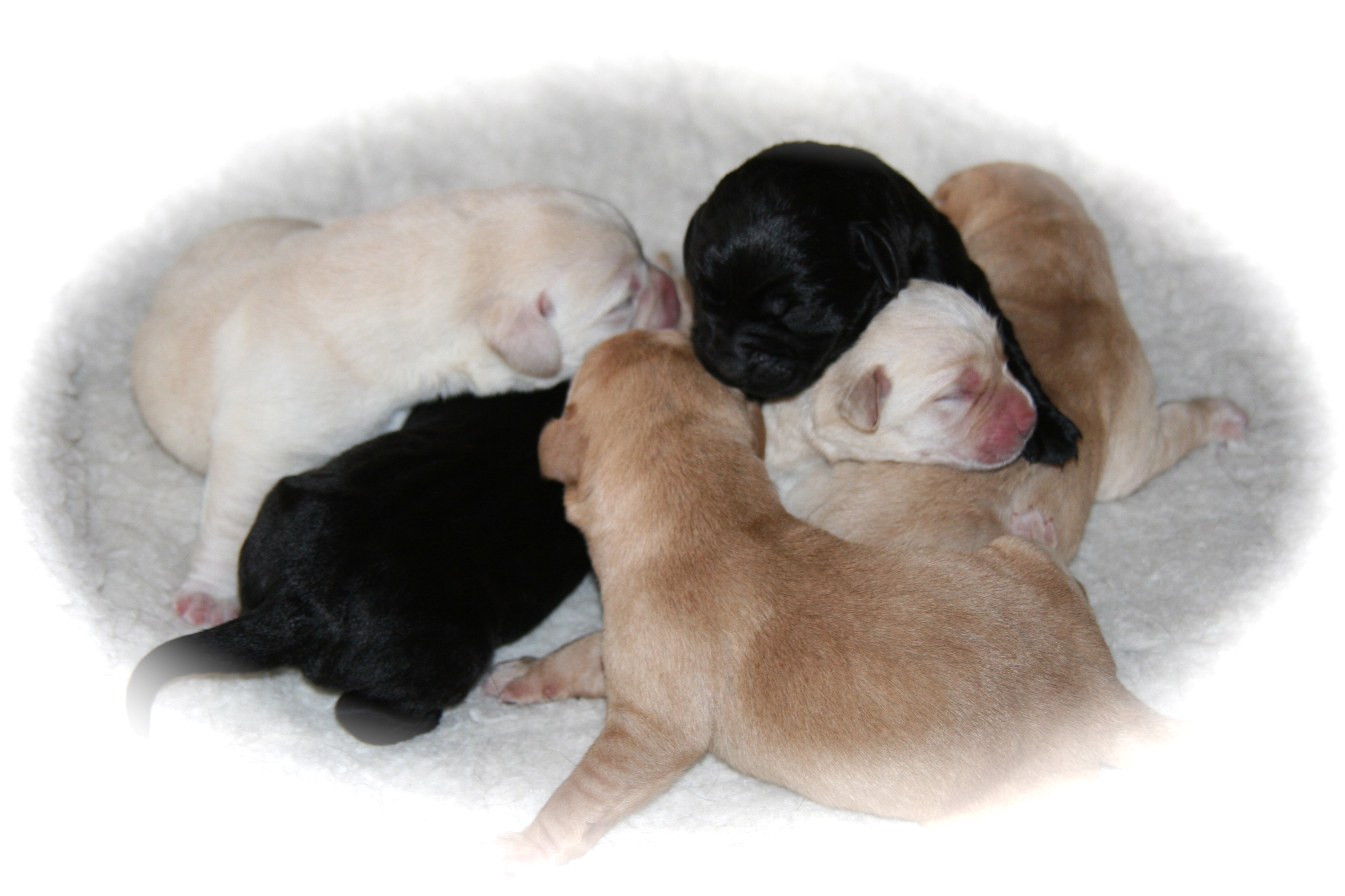 picturegallery15468.tmp/DESANDPUPSDAY2.JPG