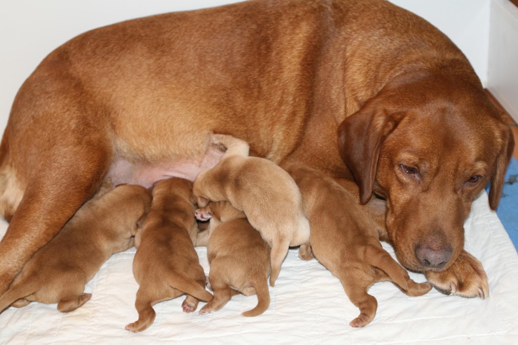picturegallery15468.tmp/Dawnandpups2daysoldreduced.JPG