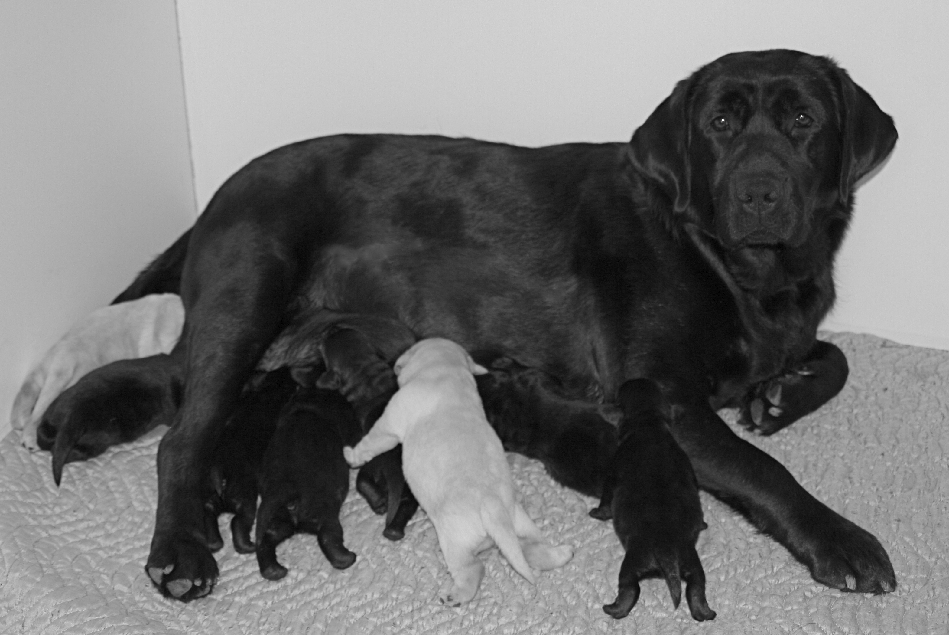 picturegallery15468.tmp/Desseyandpups1week.JPG