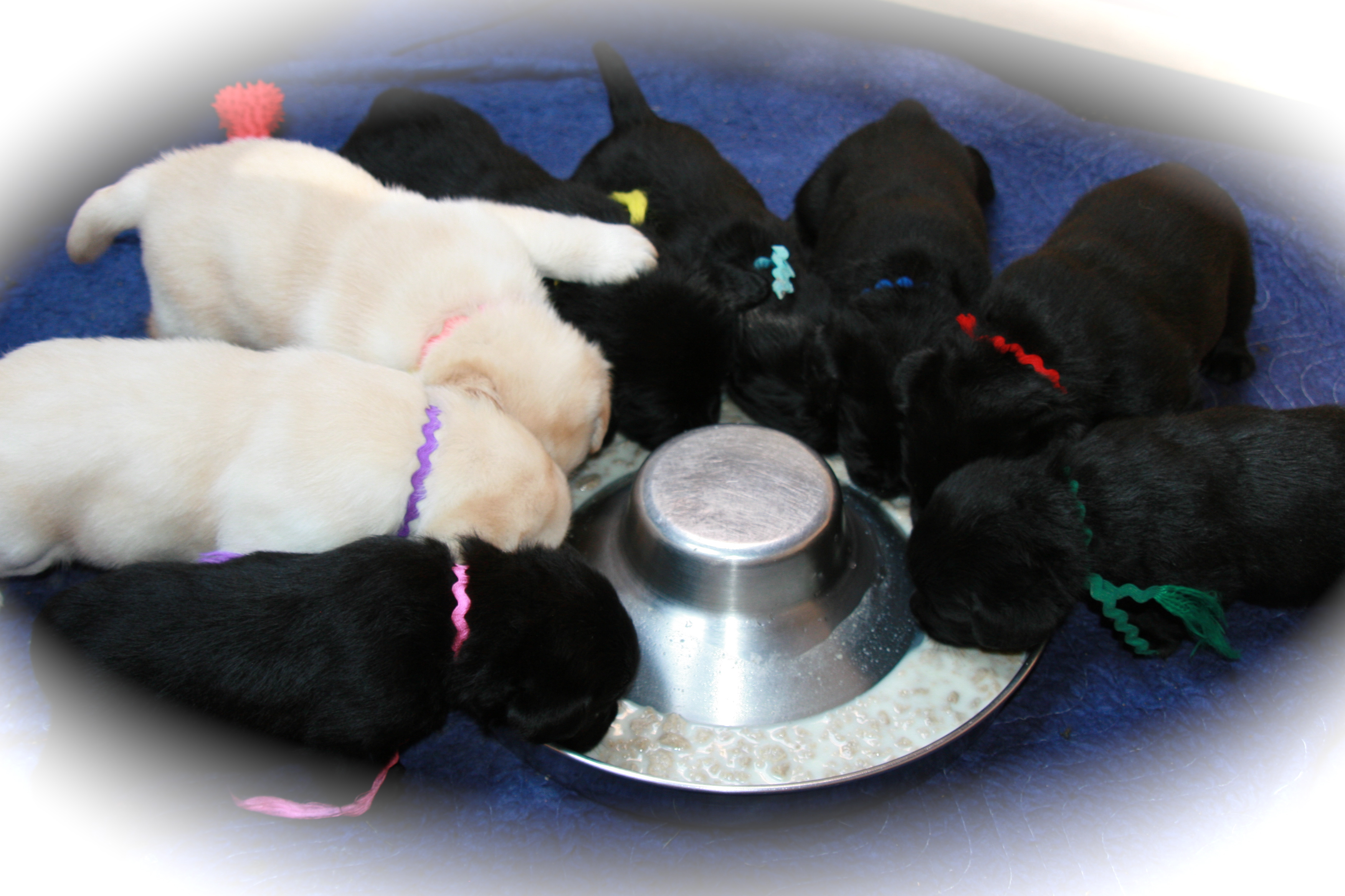 picturegallery15468.tmp/Desslitter4weeks.JPG