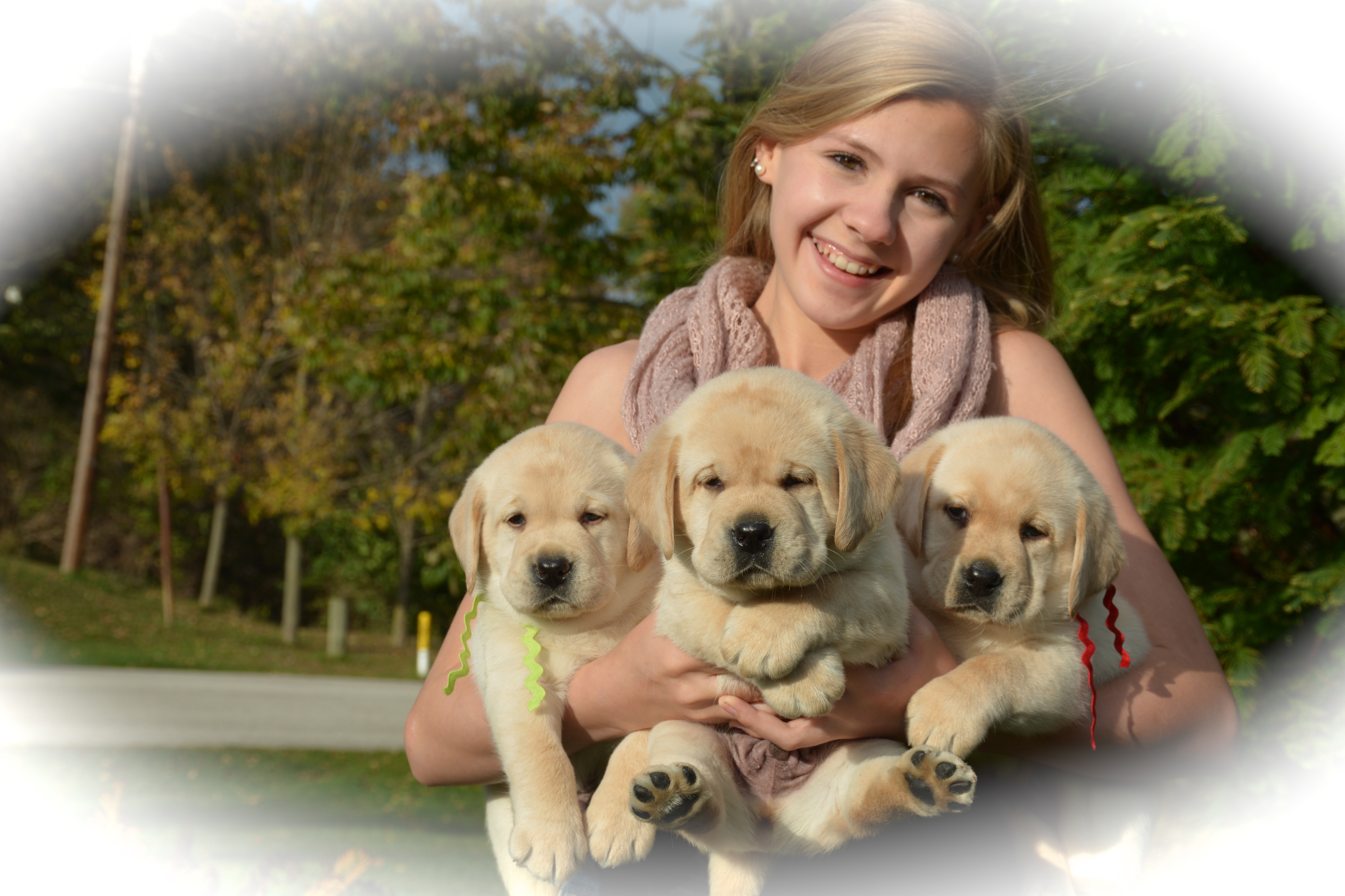 picturegallery15468.tmp/HANNAHHOLDING3WILTONZELDAPUPS.JPG