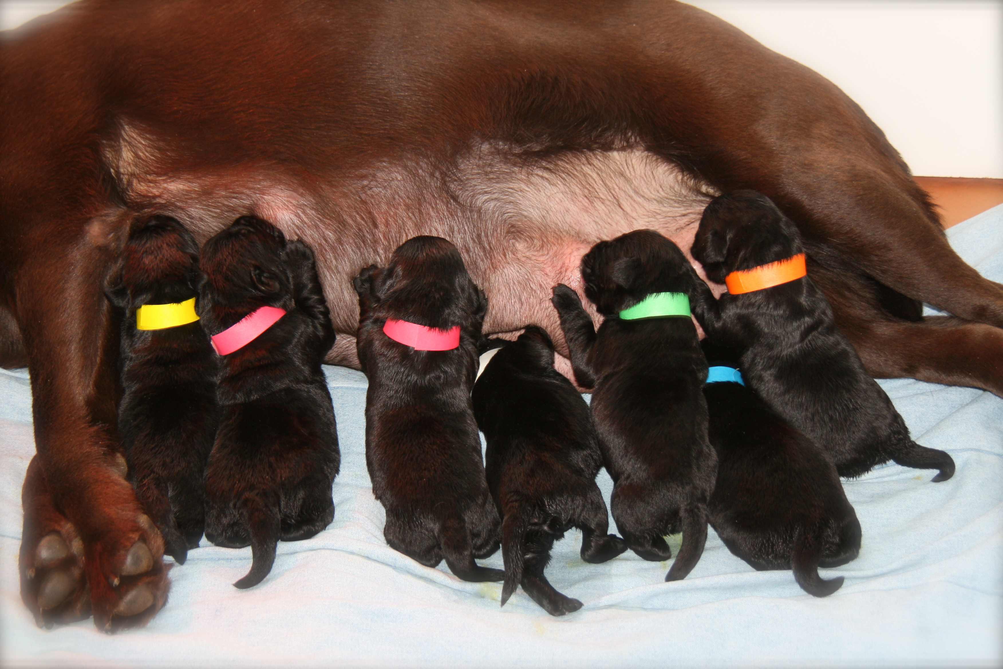 picturegallery15468.tmp/IBARRACOPPERPUPS1WEEK.JPG