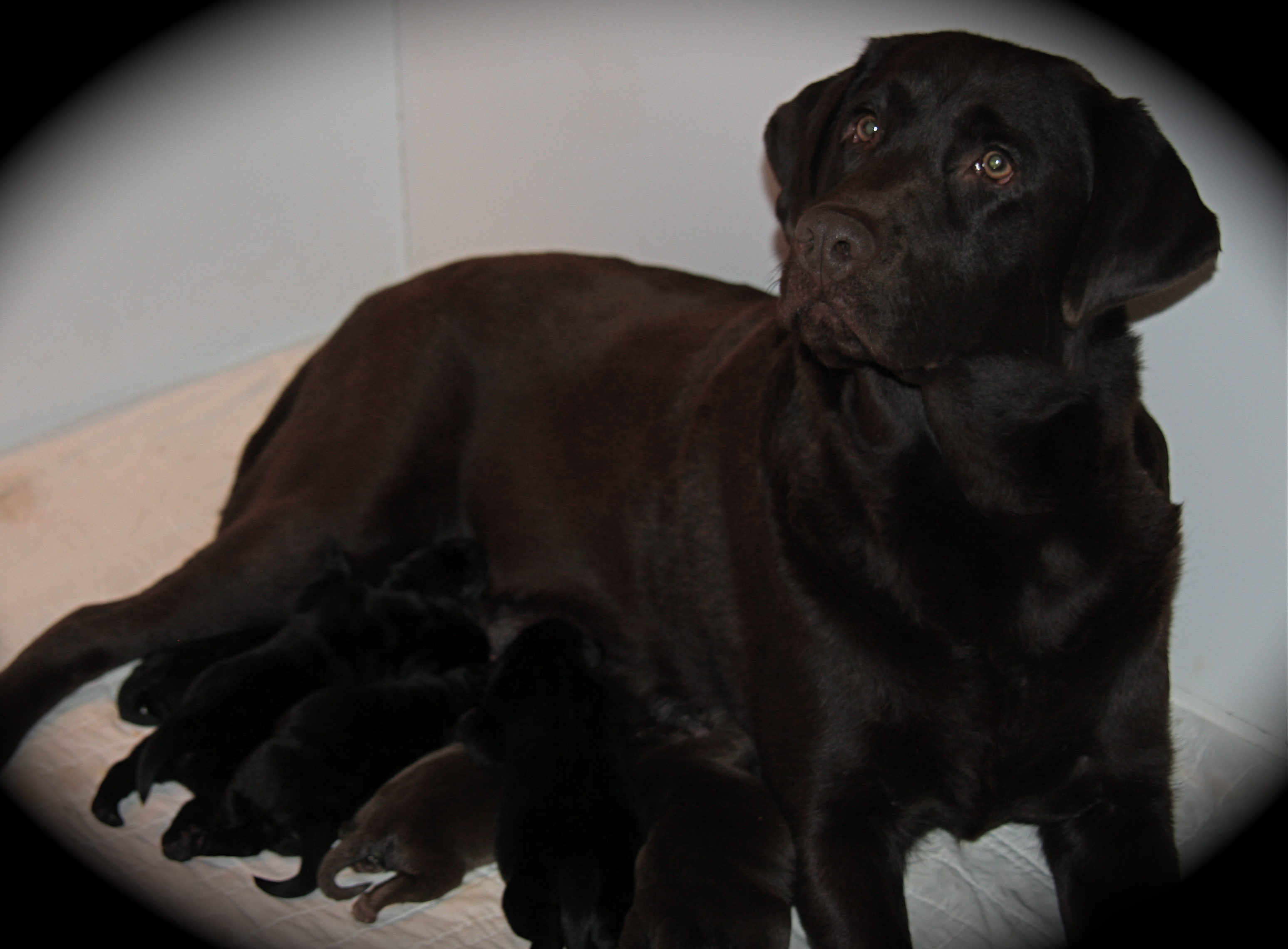 picturegallery15468.tmp/IBARRAPUPPIES.JPG