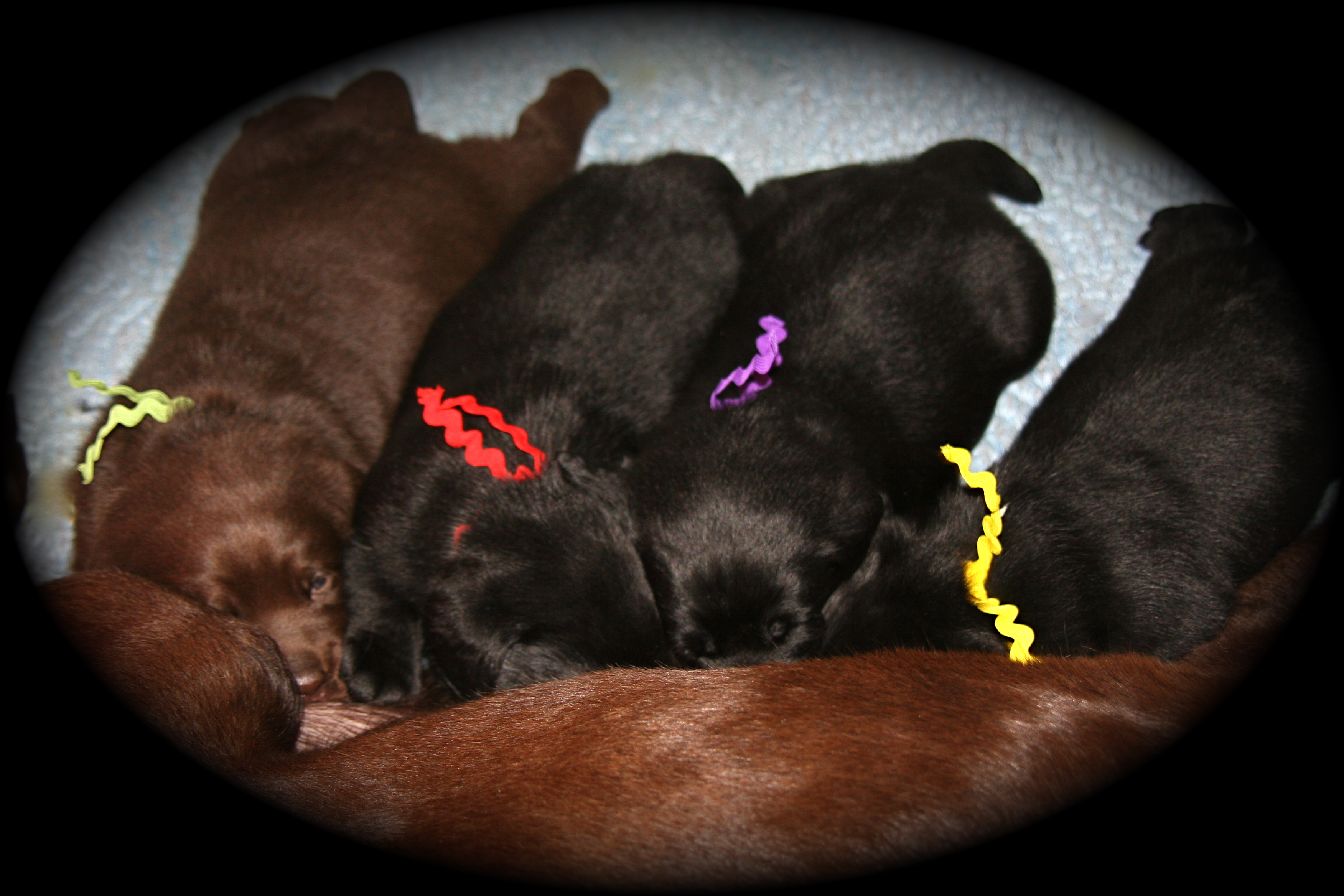 picturegallery15468.tmp/IBARRAPUPS3WEEKS.JPG
