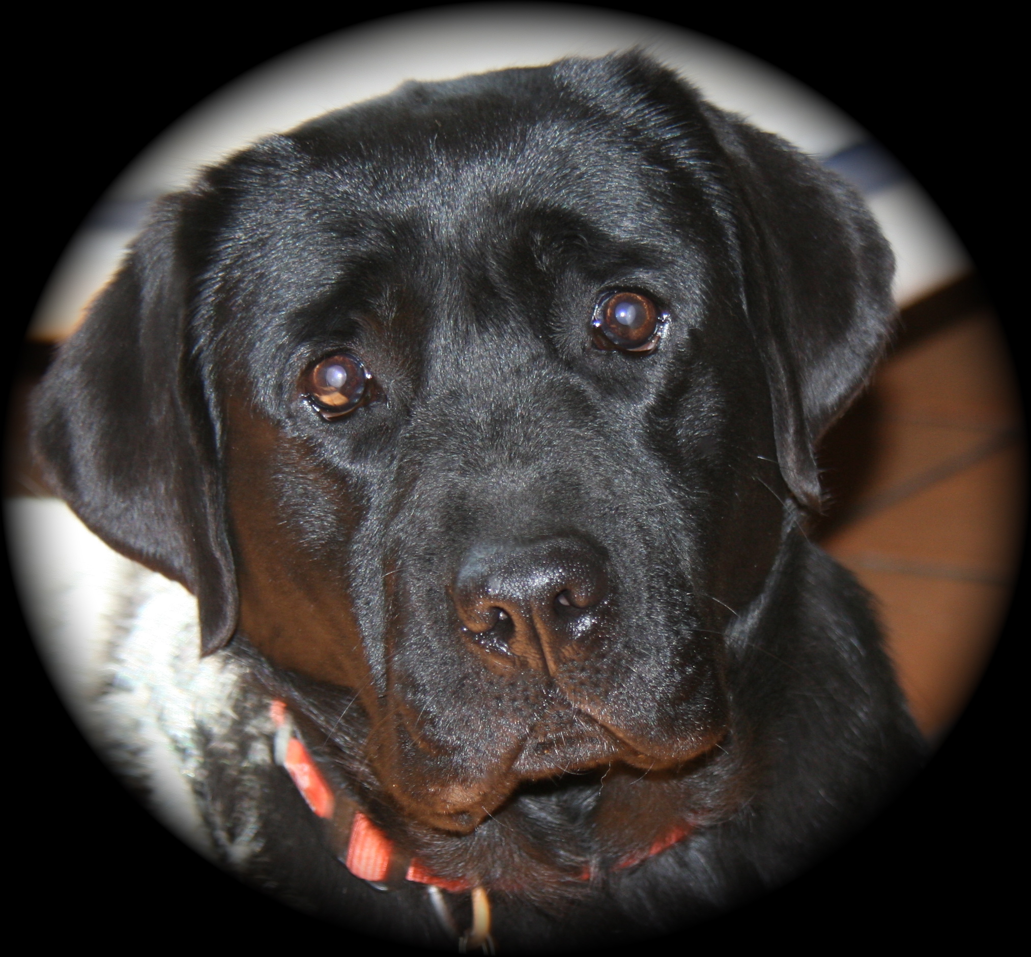 picturegallery15468.tmp/MILLIE2.JPG