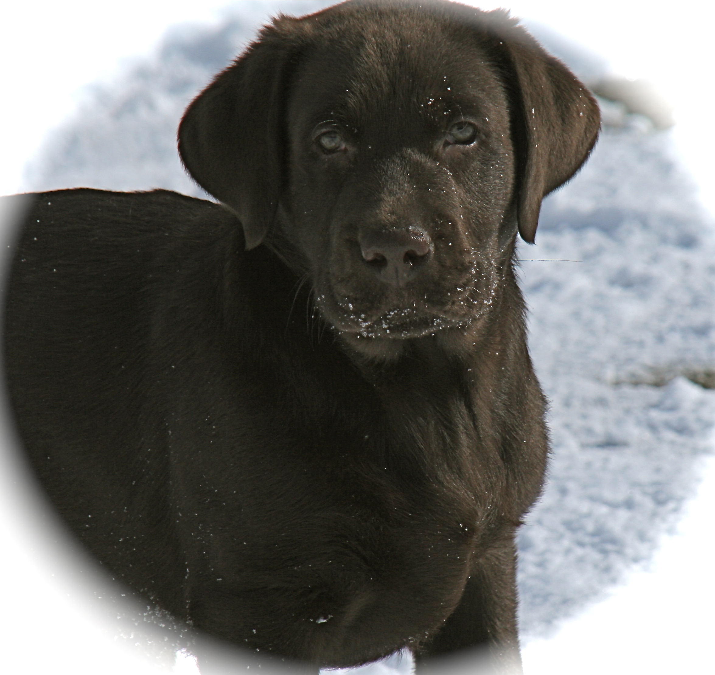 picturegallery15468.tmp/MOHEAD4MONTHS.JPG