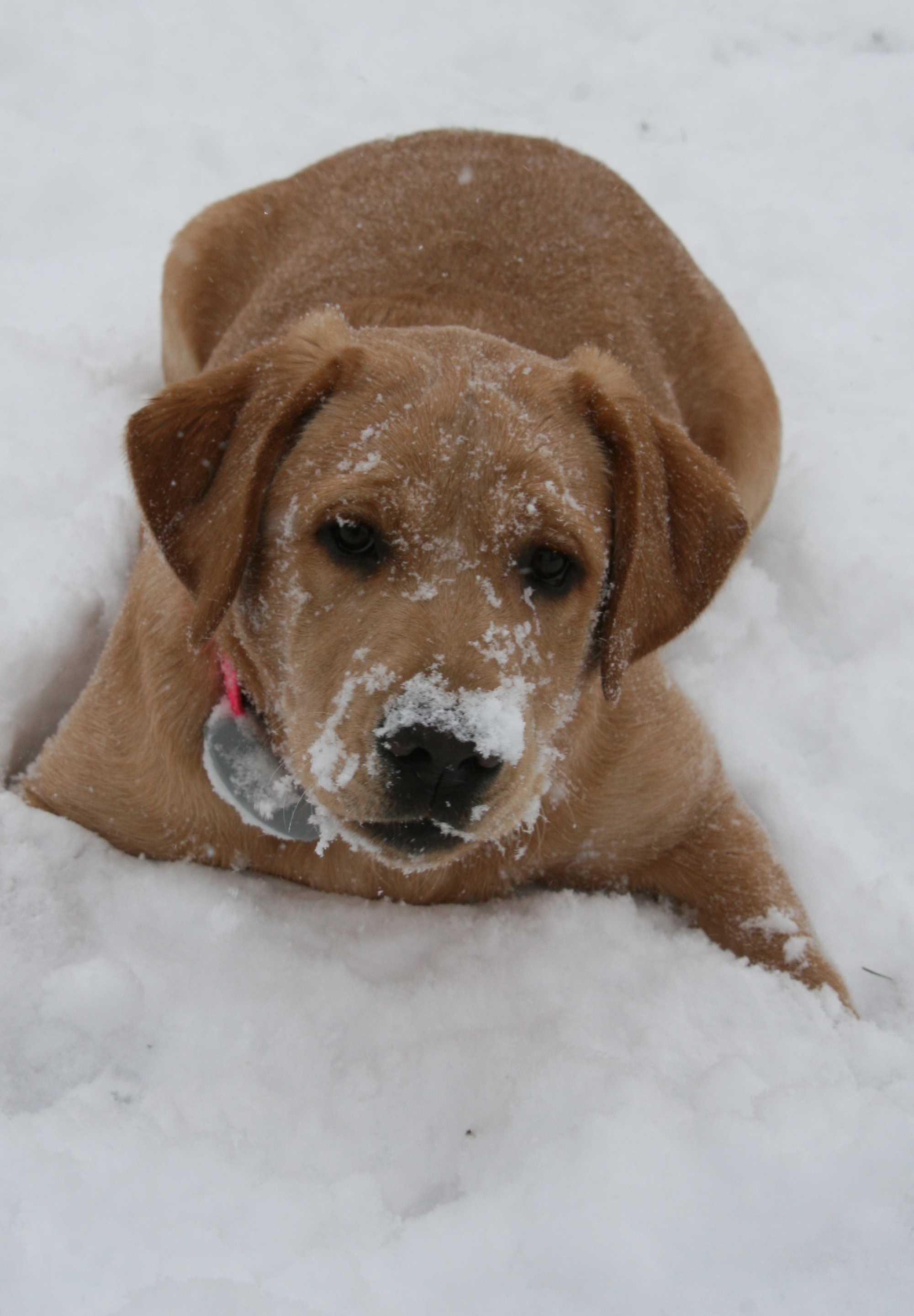 picturegallery15468.tmp/PAISLEYINSNOW.JPG