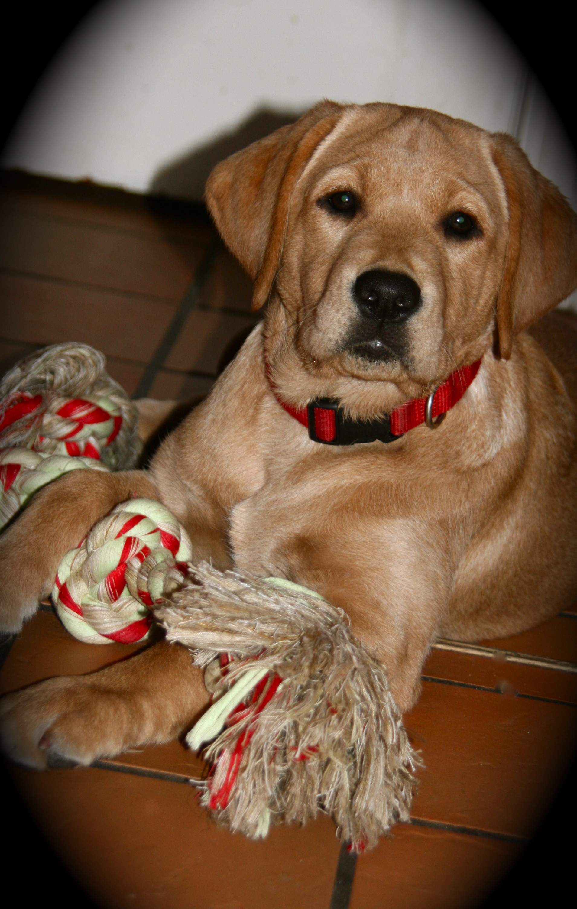 picturegallery15468.tmp/PAISLEYWITHTOY.JPG