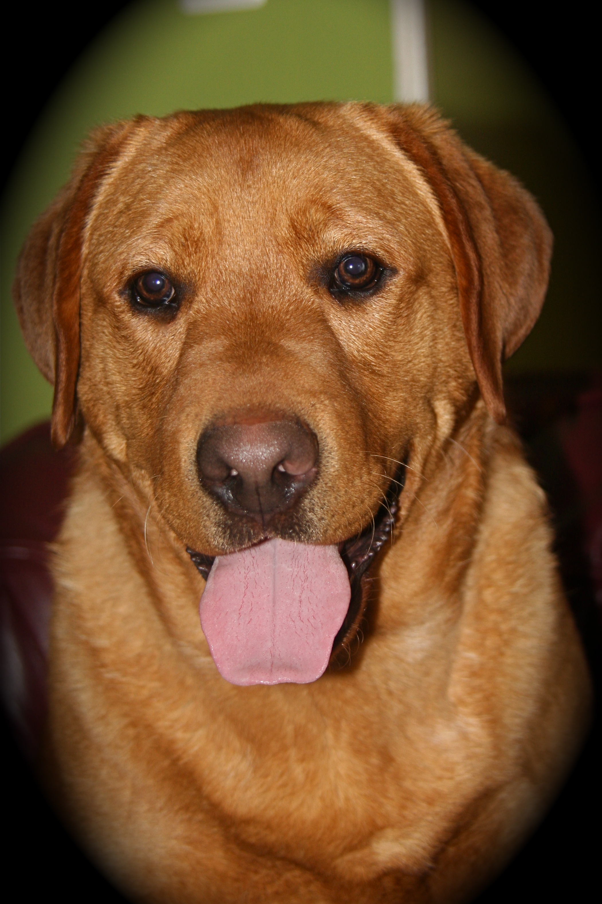 picturegallery15468.tmp/RALPH11MO.JPG