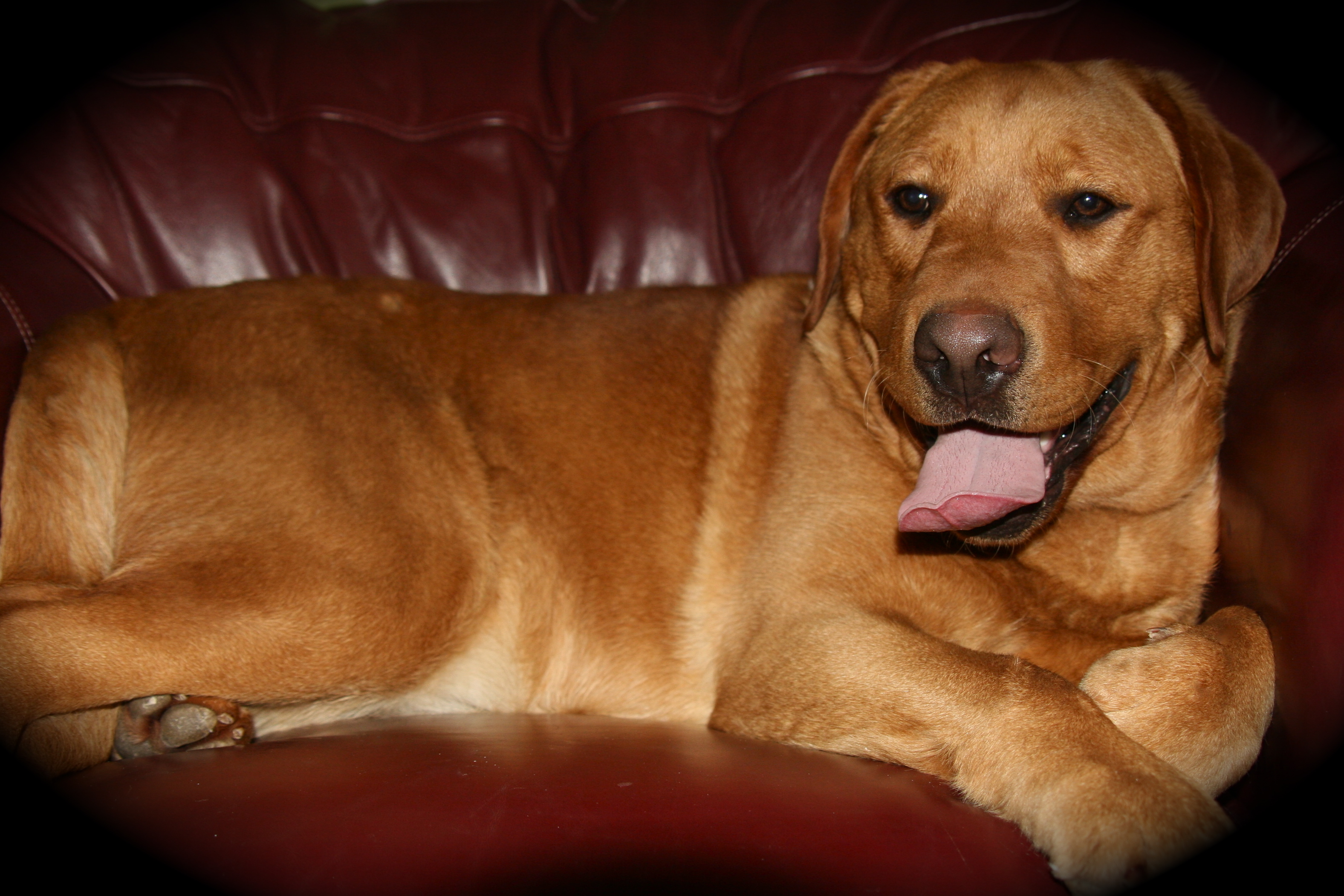 picturegallery15468.tmp/RALPHONCOUCH.JPG