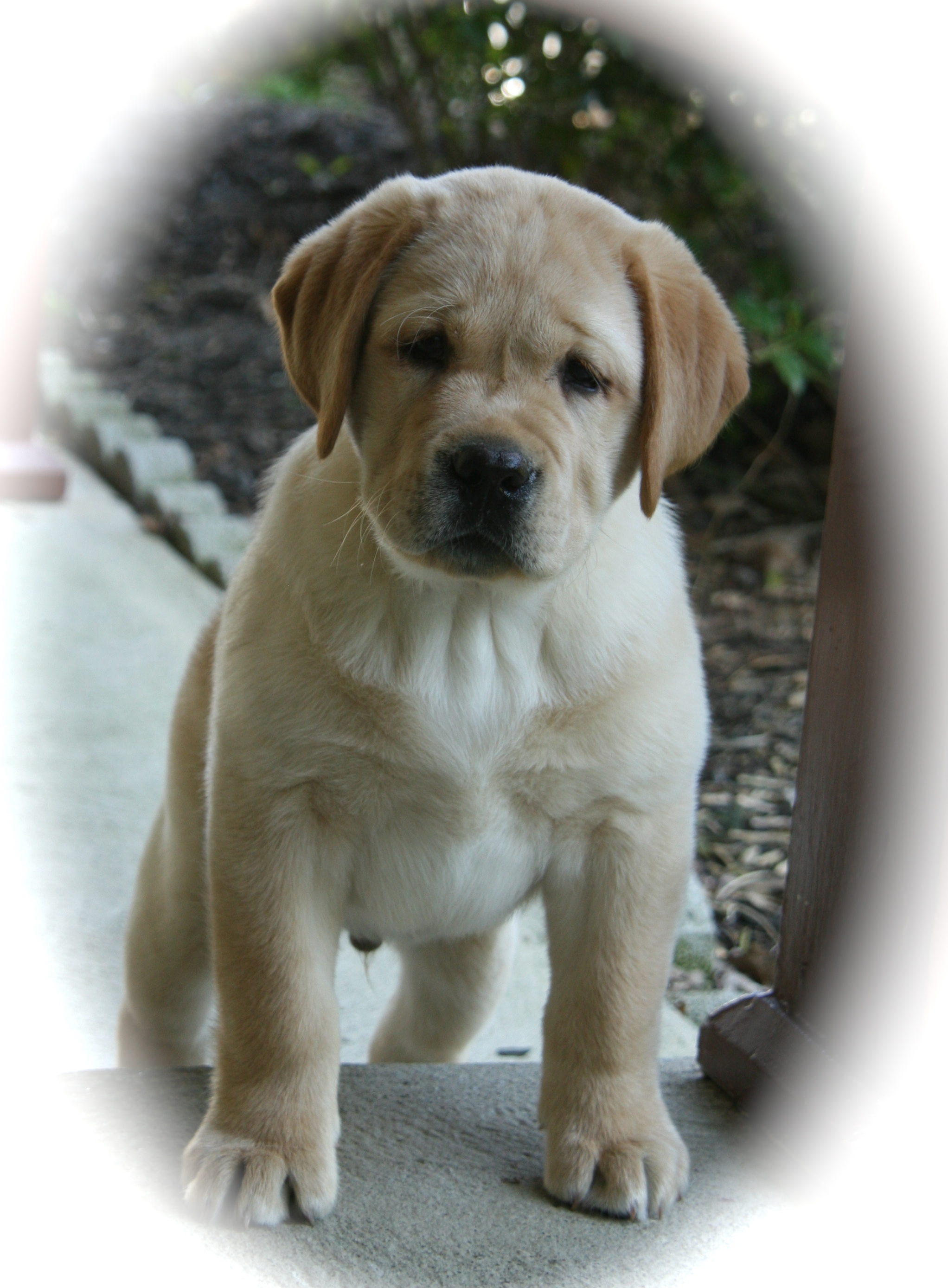 picturegallery15468.tmp/VIN14WEEKS.jpg