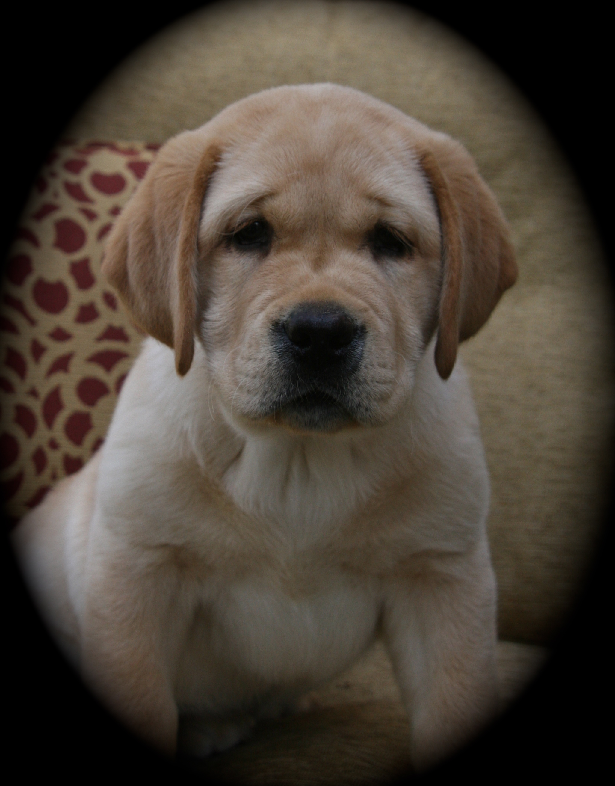 picturegallery15468.tmp/VIN14WEEKS.jpg