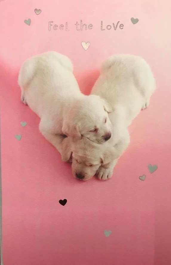 picturegallery15468.tmp/Valentinesdayraineypups.jpeg
