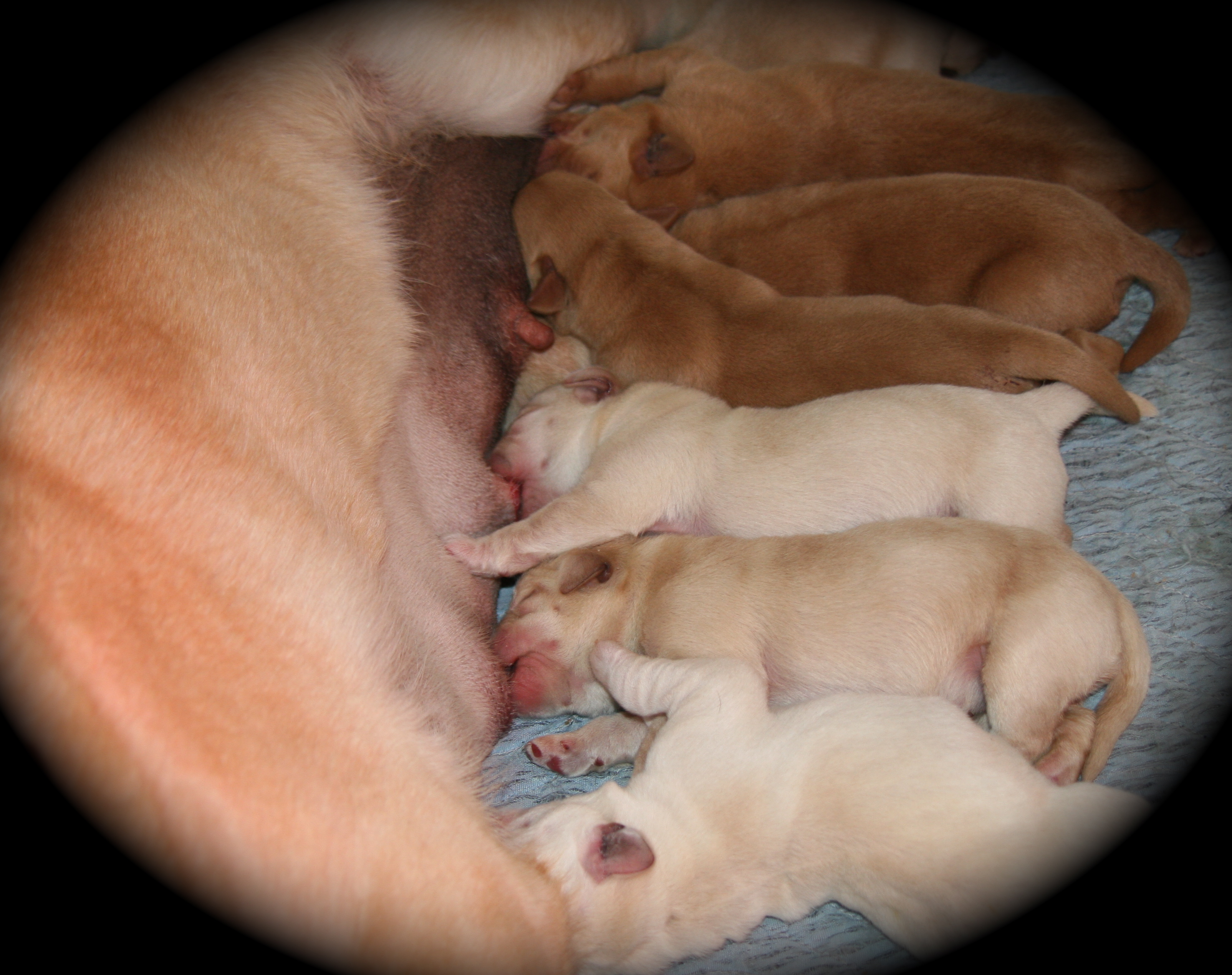 picturegallery15468.tmp/ZORADAY1PUPS.JPG