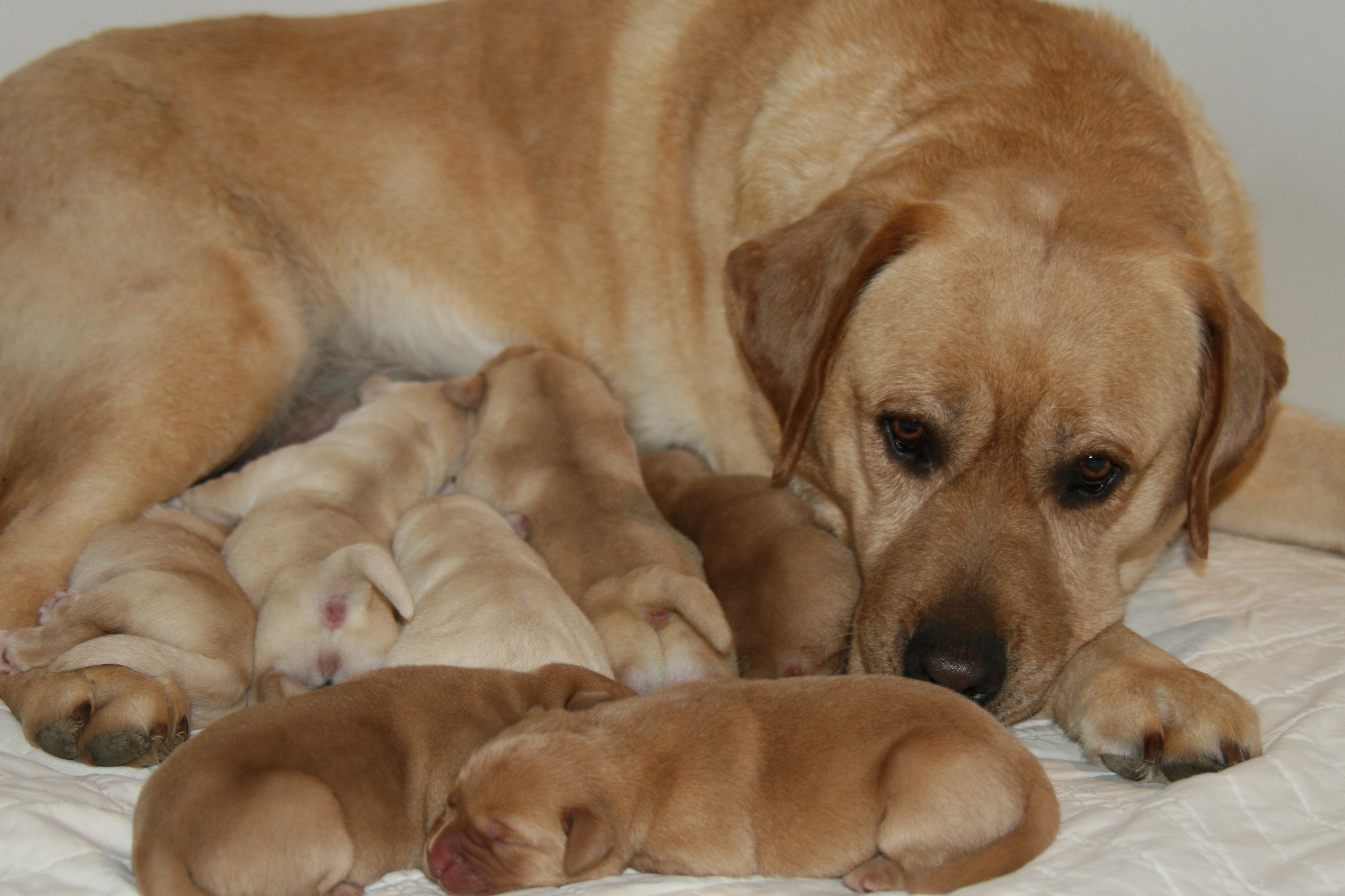 picturegallery15468.tmp/ZORAPUPPICTDAY2.JPG