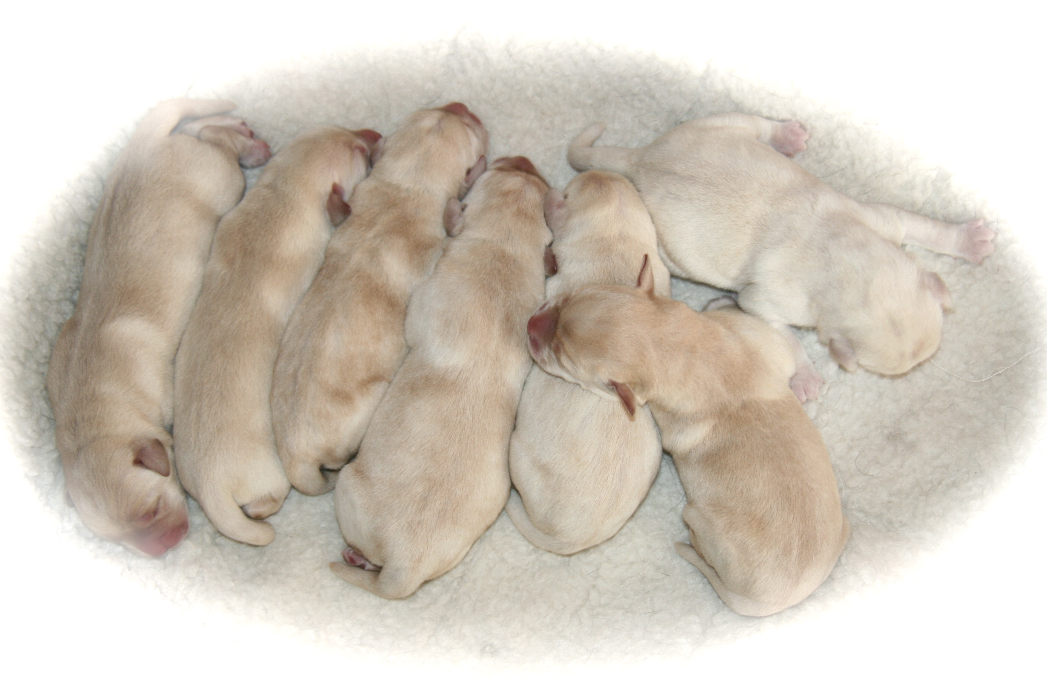 picturegallery15468.tmp/ZORAANDPUPS.JPG