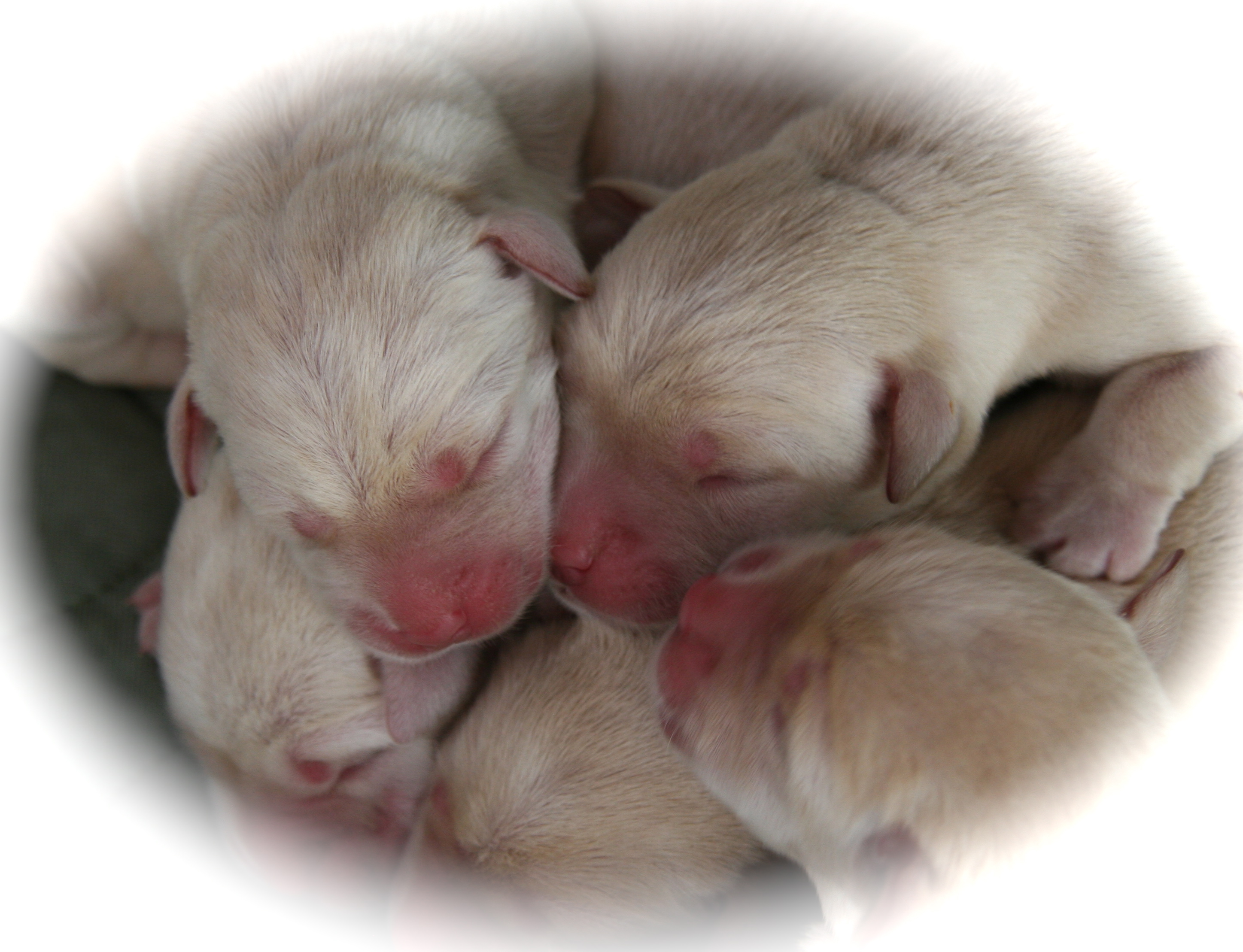 picturegallery15468.tmp/ZORAANDPUPS.JPG