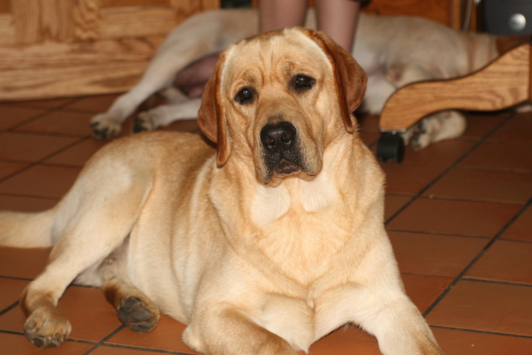 Laurkim's Bosley
