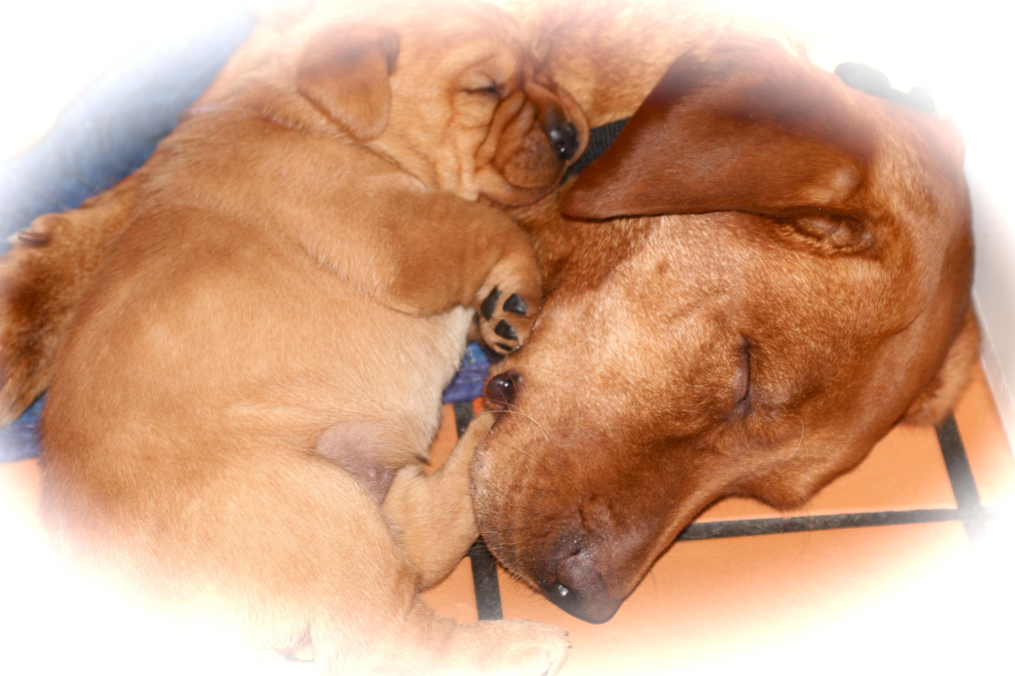 picturegallery15468.tmp/dawnabdonepup.jpg