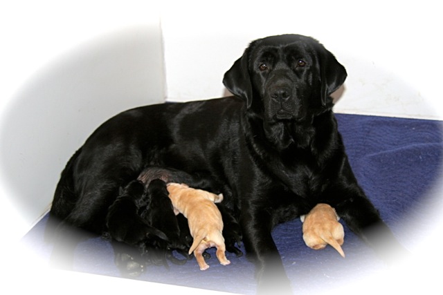 picturegallery15468.tmp/desandpups.jpeg