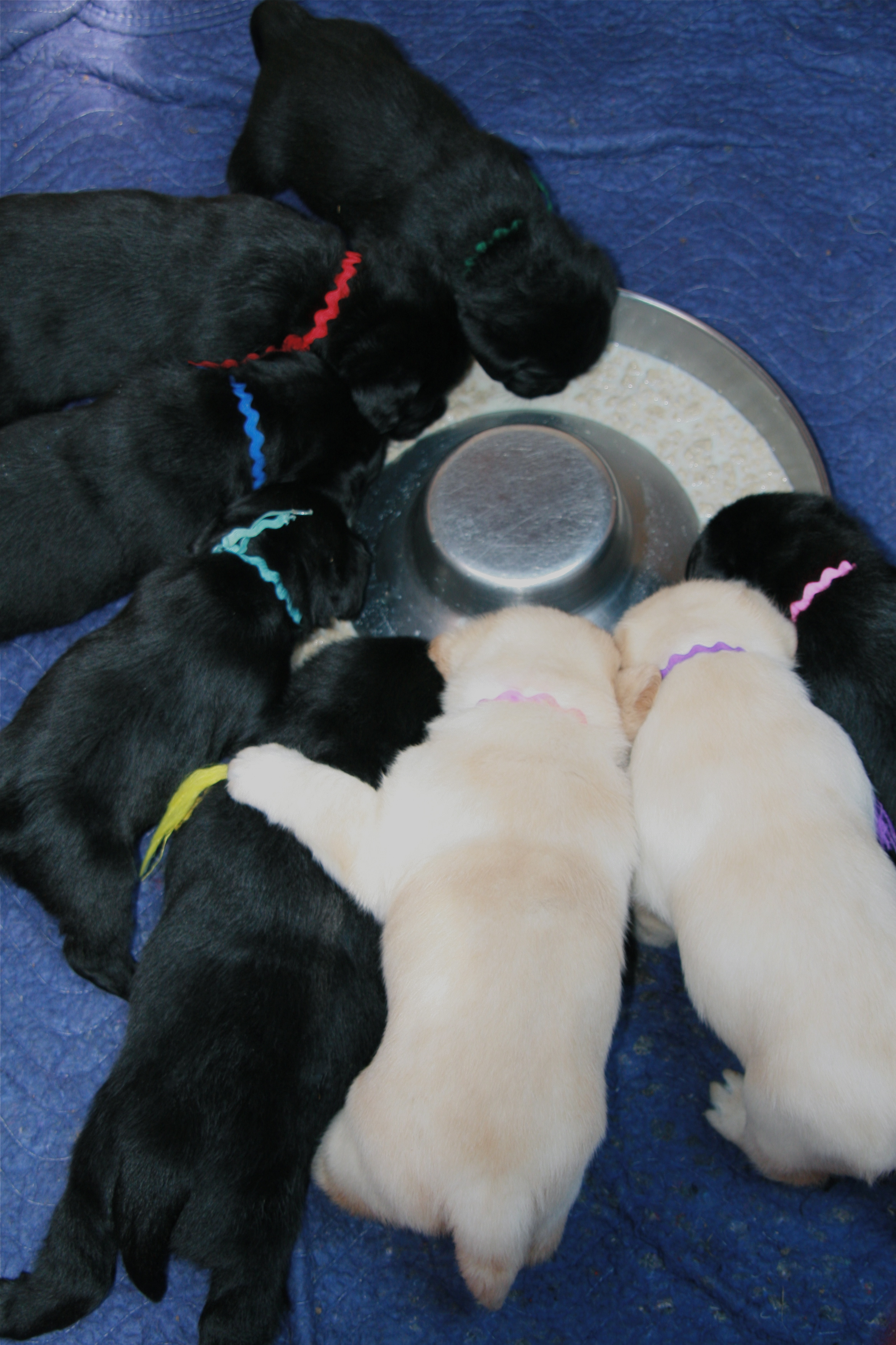 picturegallery15468.tmp/deslitter4weeks.JPG