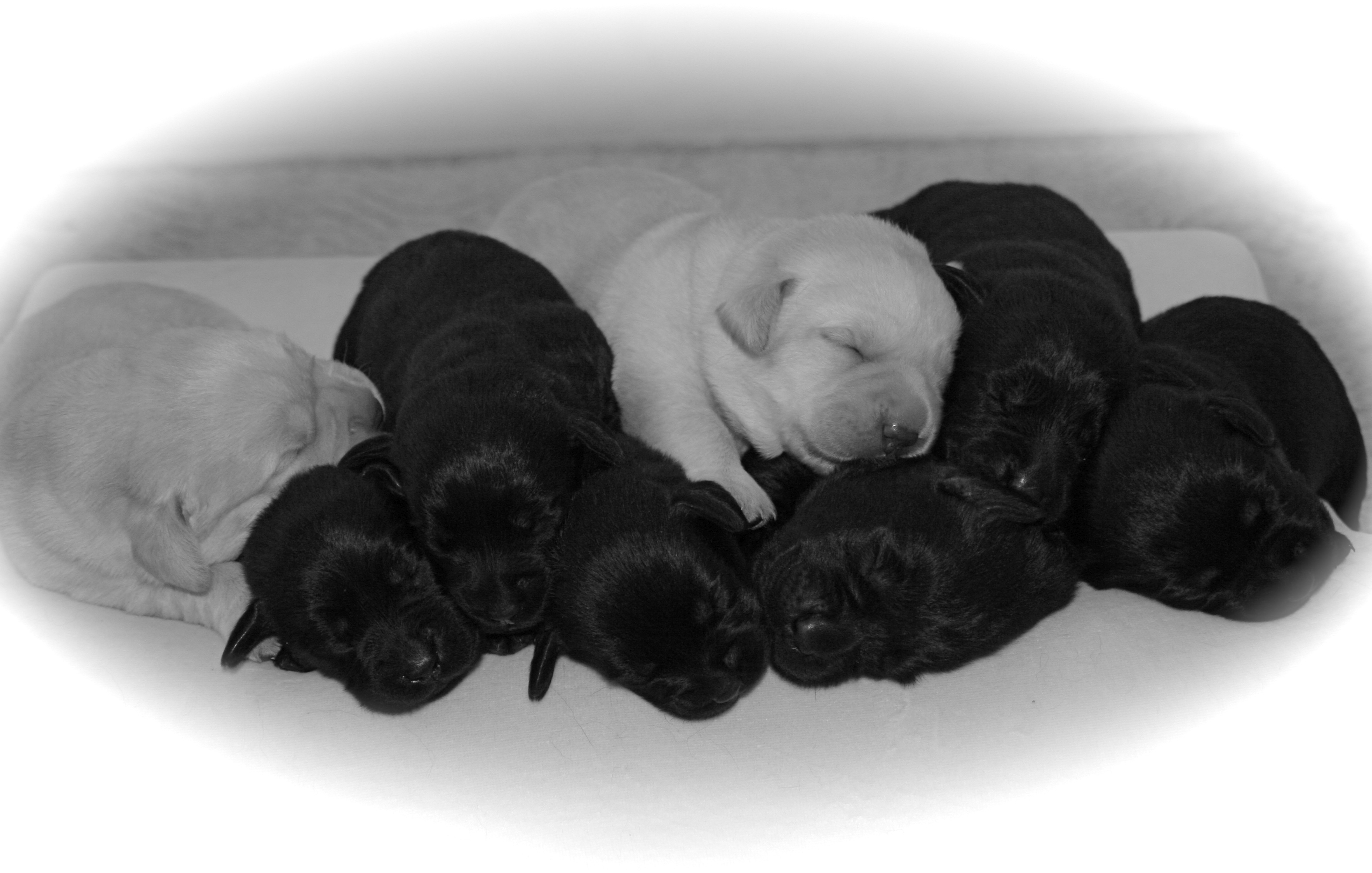 picturegallery15468.tmp/desseypups1week.JPG