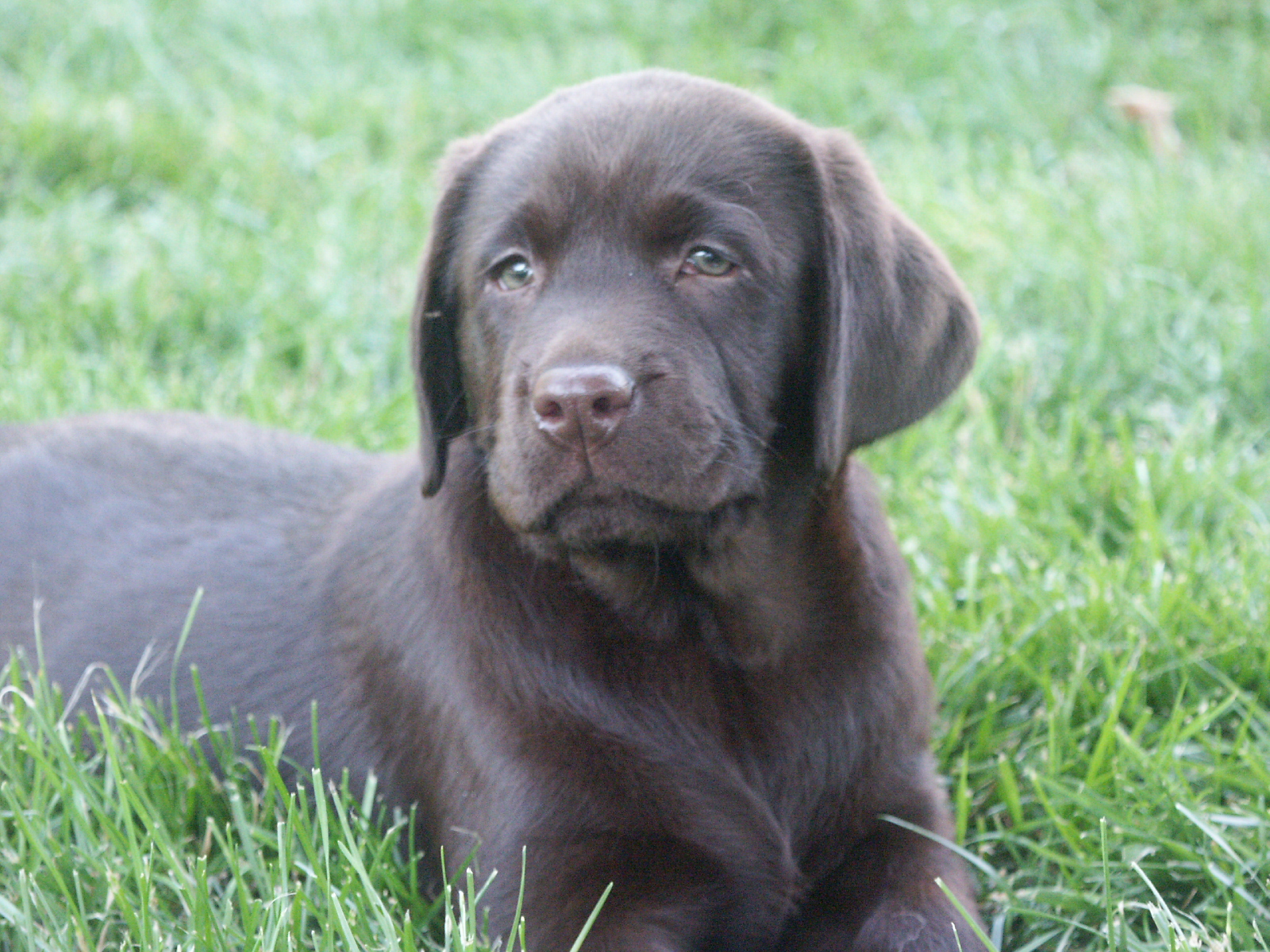 picturegallery15468.tmp/ibarrapuppy.JPG