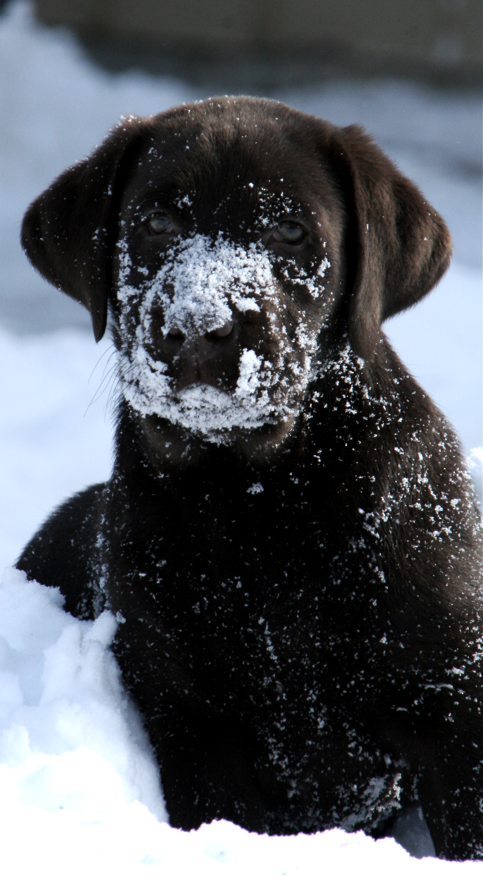picturegallery15468.tmp/moinsnow.JPG