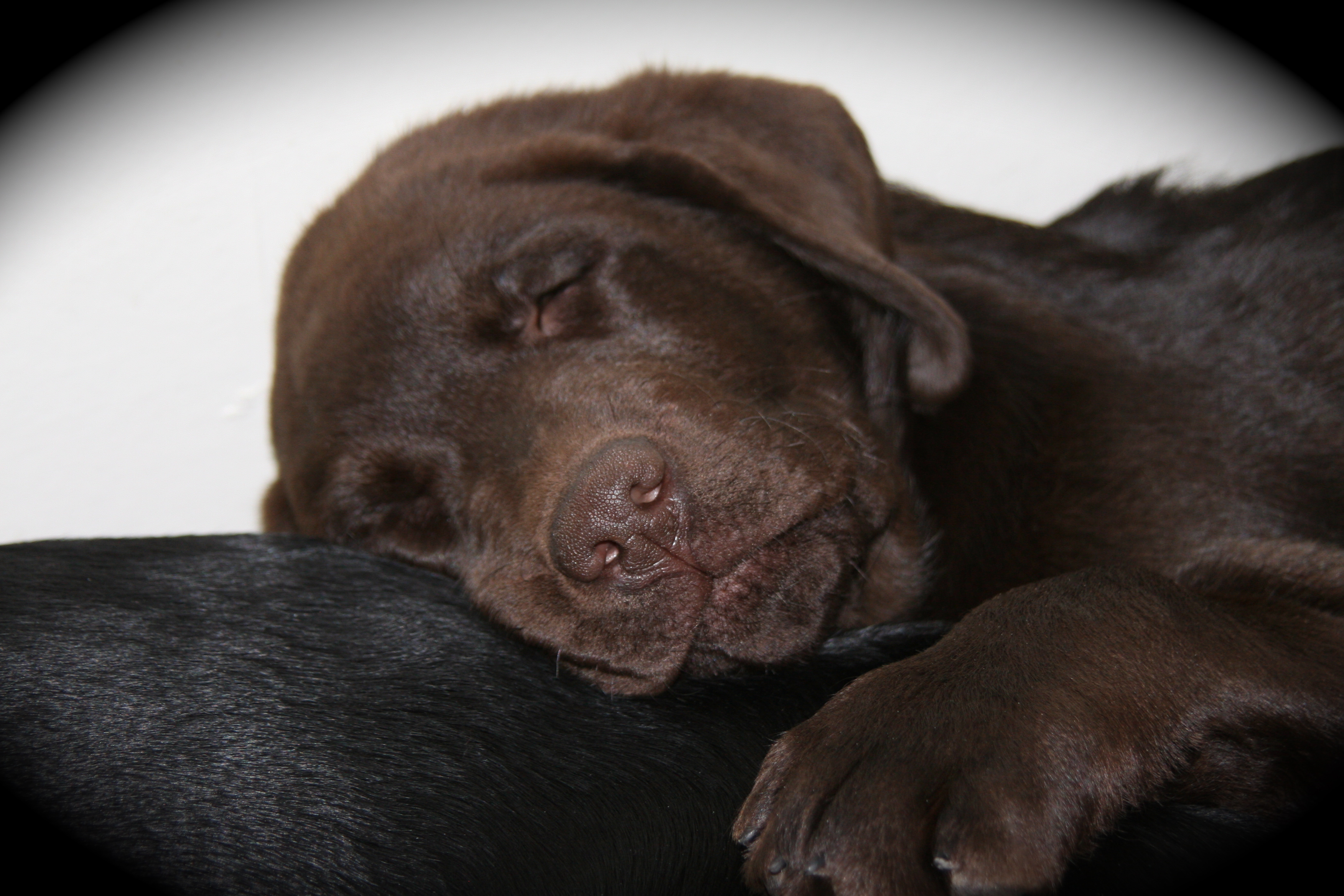 picturegallery15468.tmp/mosleeping.JPG