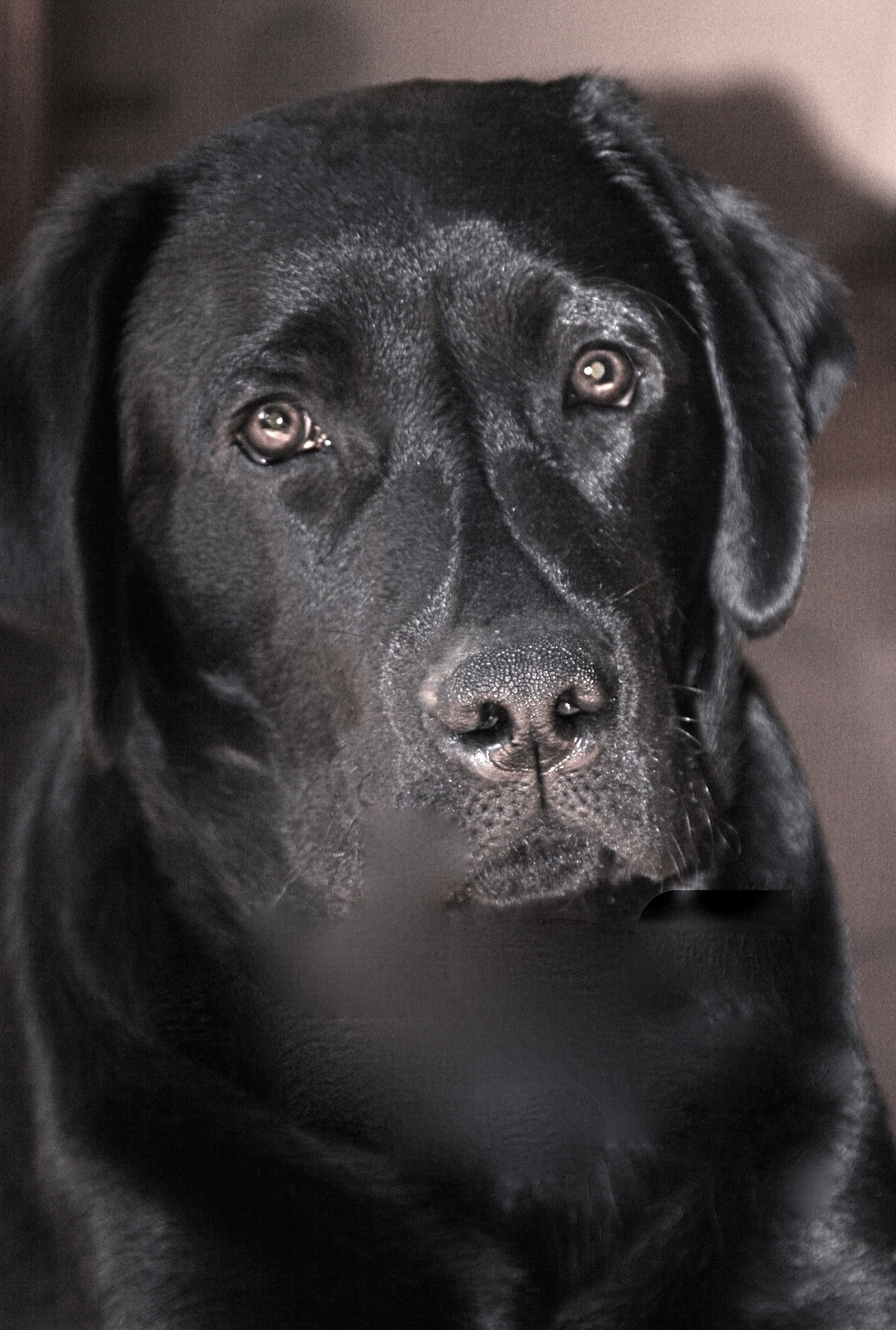 picturegallery15468.tmp/murphy.JPG
