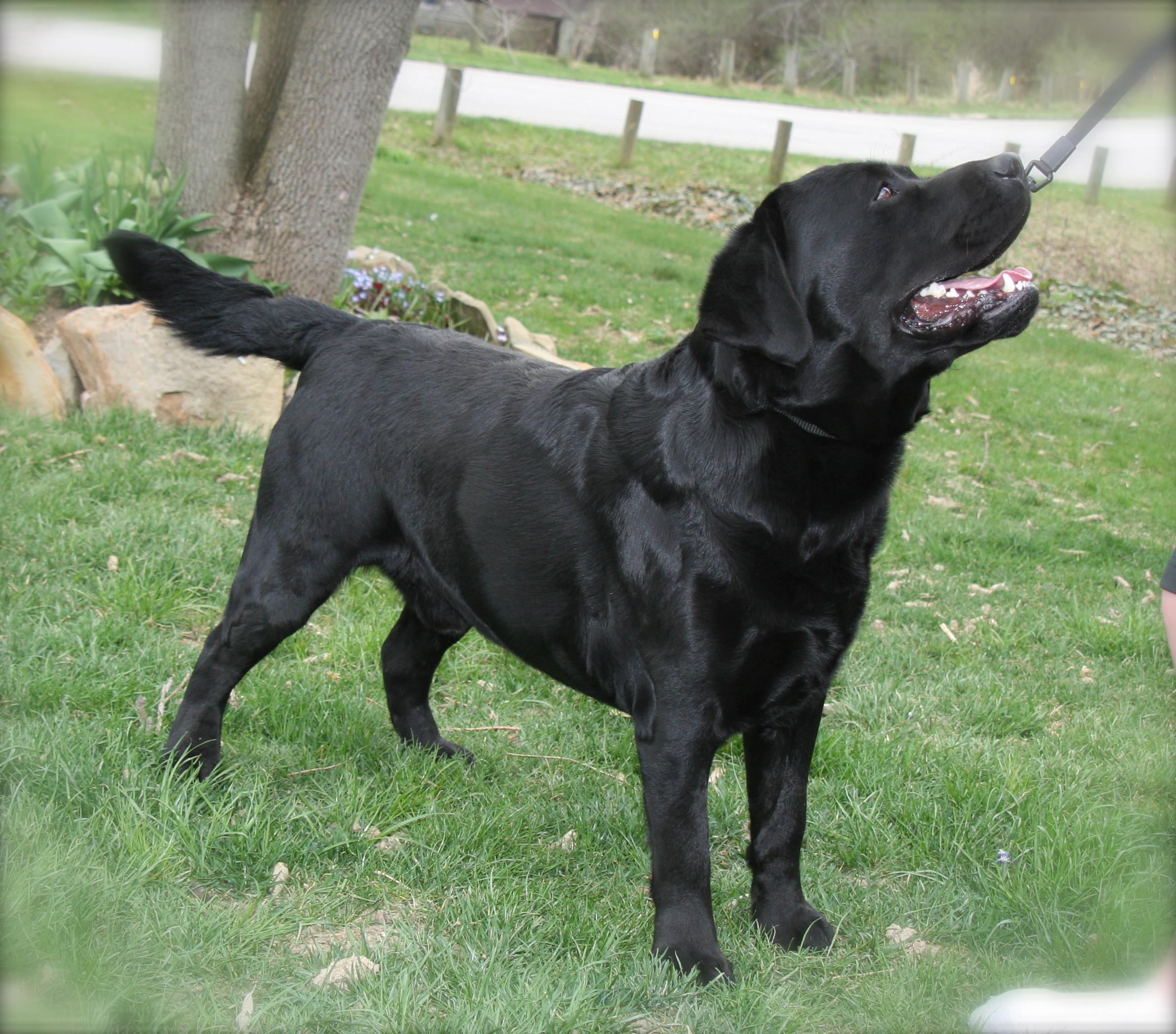 picturegallery15468.tmp/murphy18mo.JPG