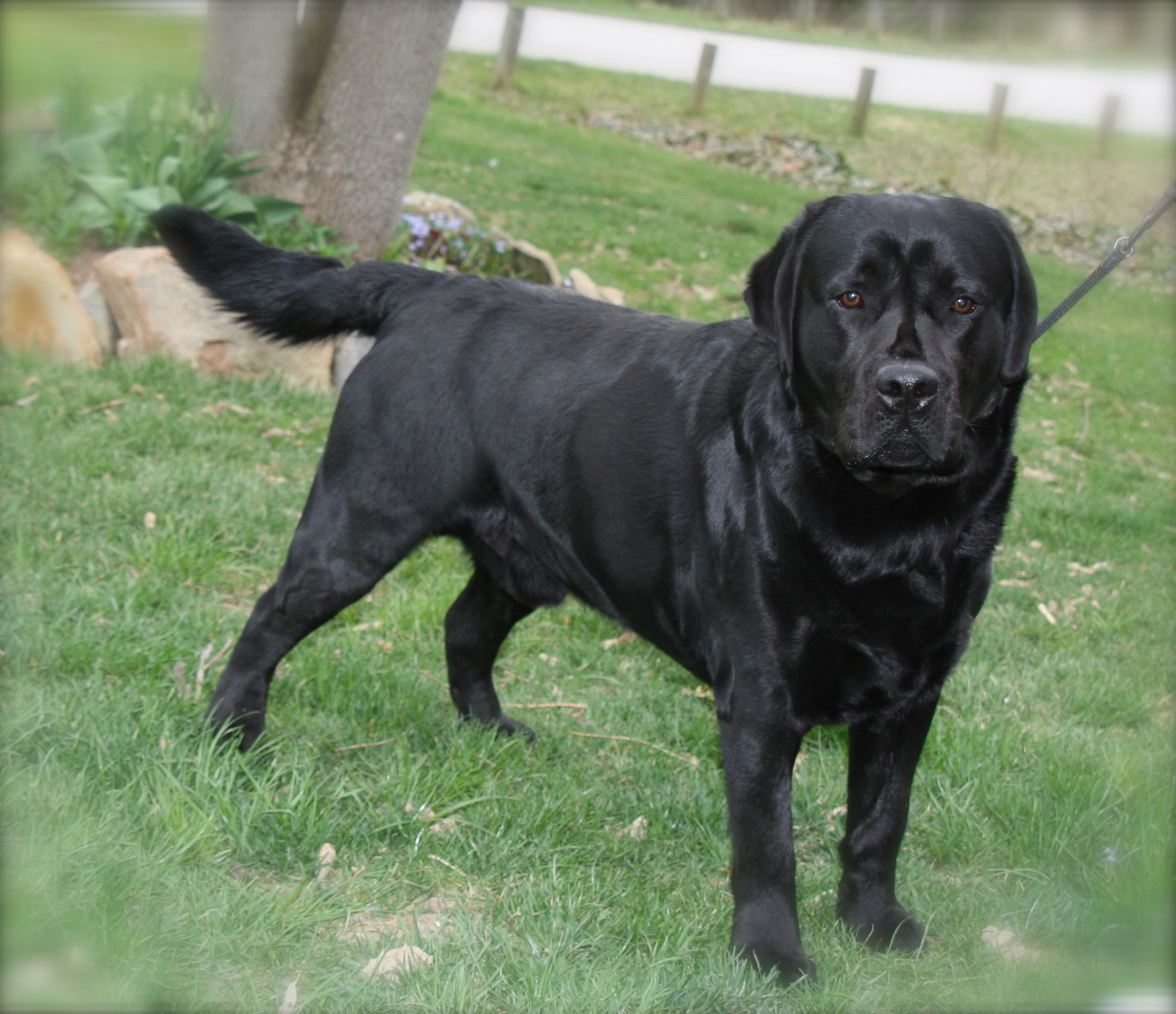 picturegallery15468.tmp/murphy18mo2.JPG
