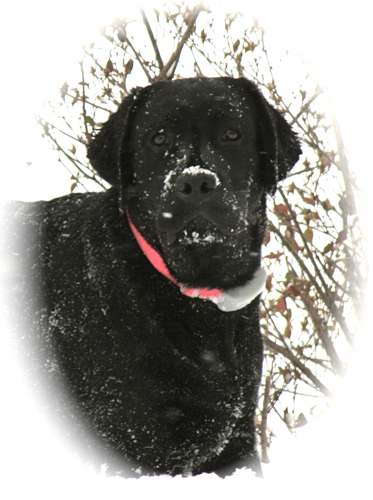 picturegallery15468.tmp/murphyinsnow.JPG