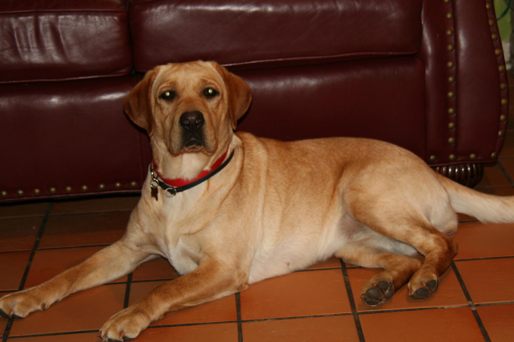 picturegallery15468.tmp/ollie1yeareduced.JPG