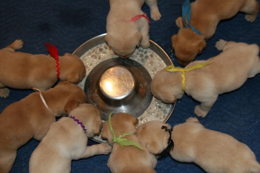 picturegallery15468.tmp/willowpupps4weeksREDUCED.JPG