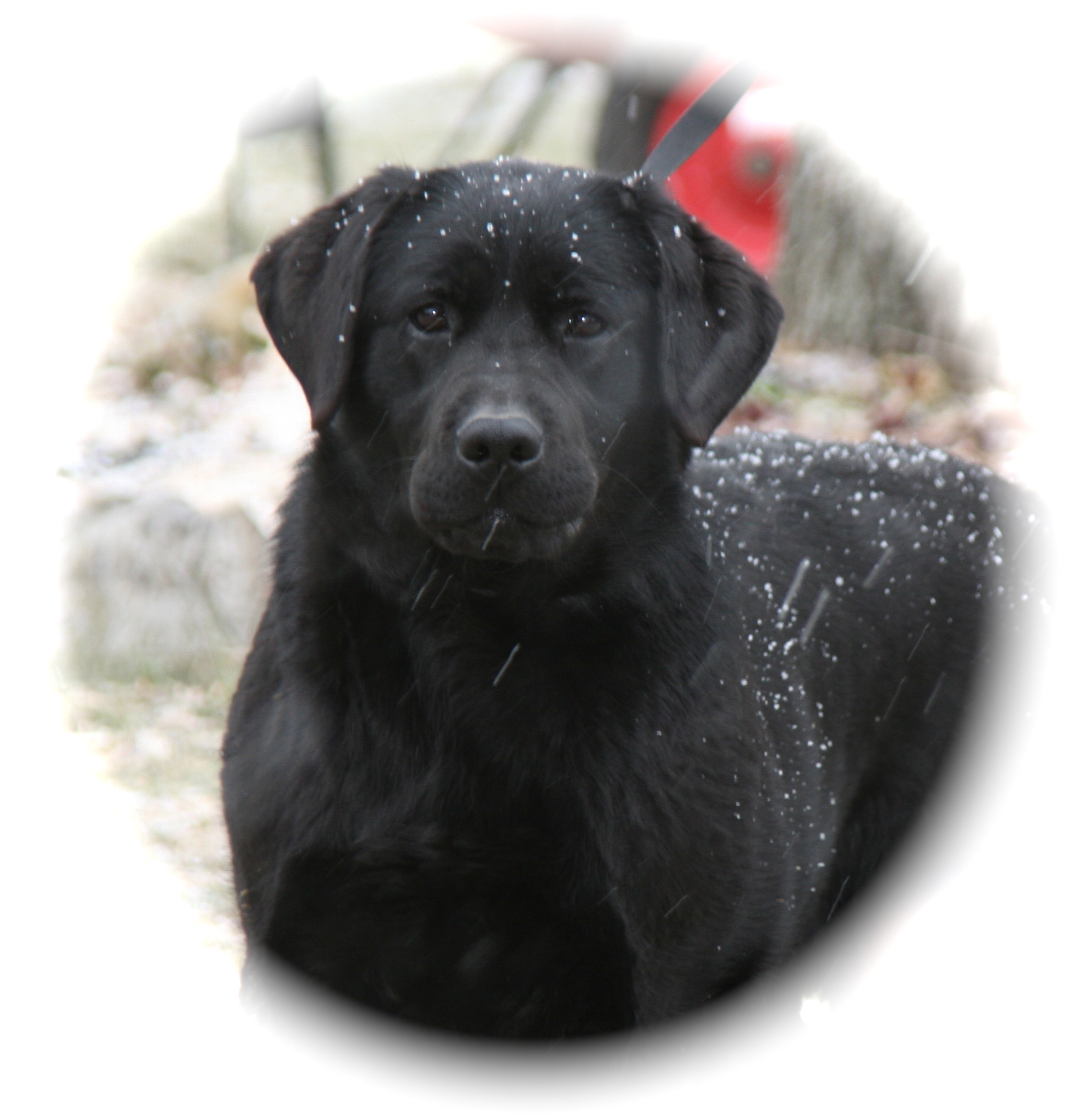 picturegallery15468.tmp/serenainsnow10mo.JPG