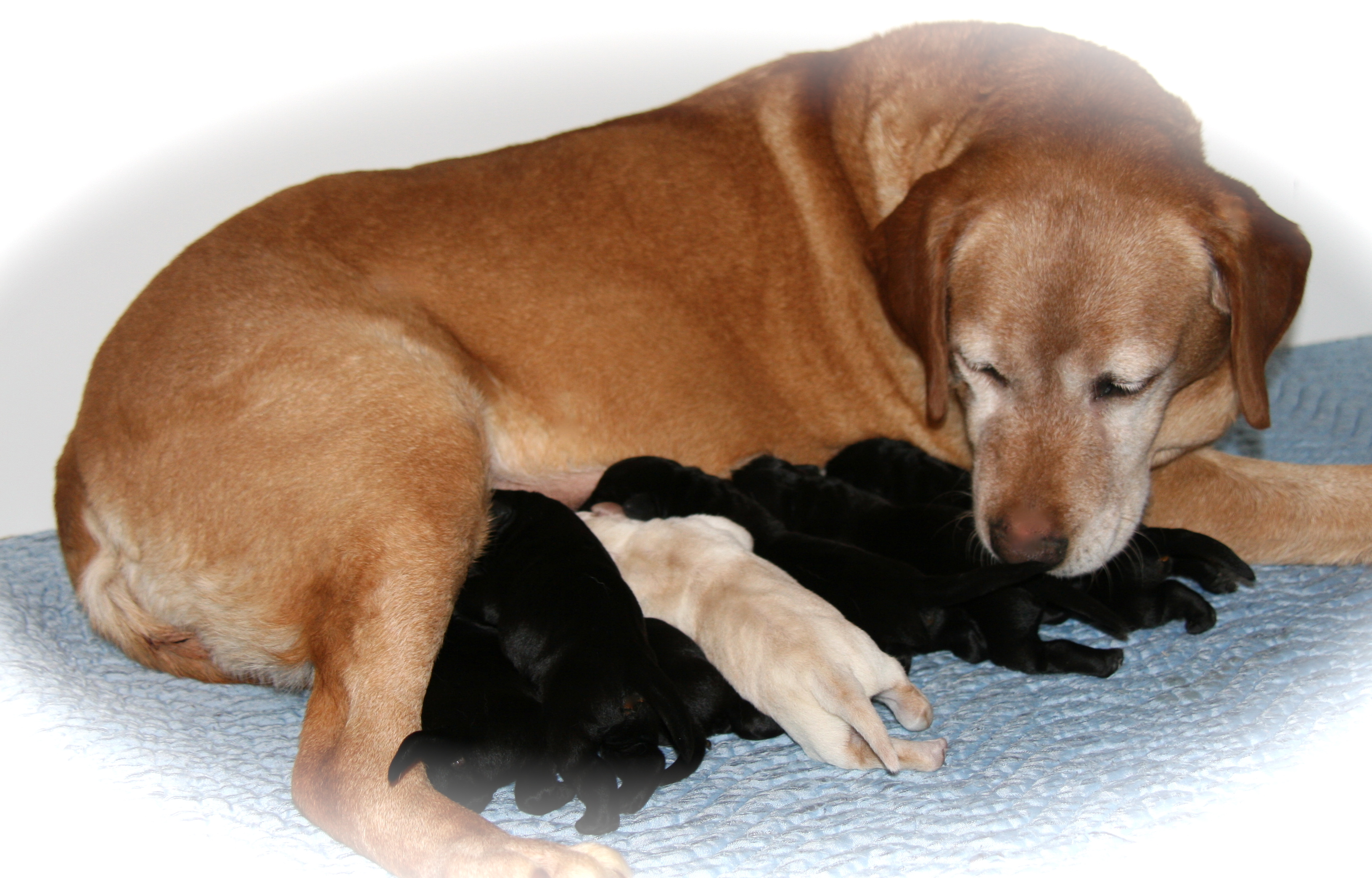 picturegallery15468.tmp/spiritandpups.JPG