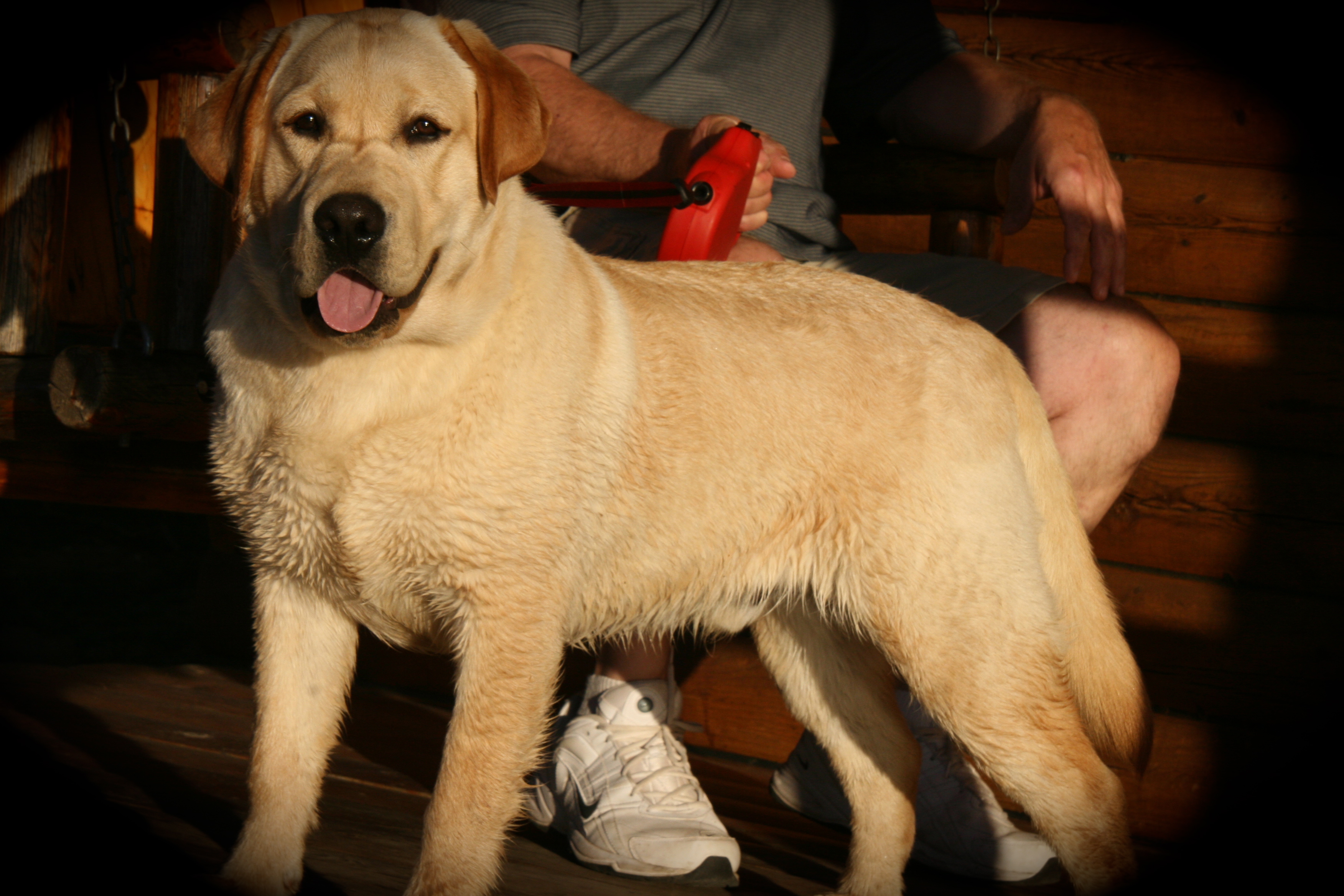 picturegallery15468.tmp/VIN14WEEKS.jpg