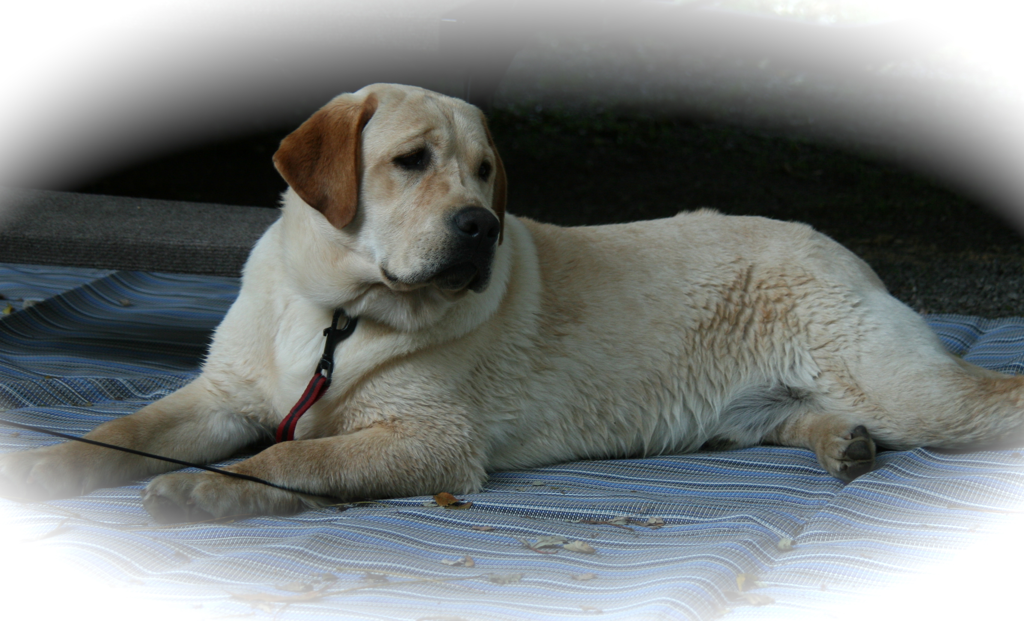 picturegallery15468.tmp/VIN14WEEKS.jpg