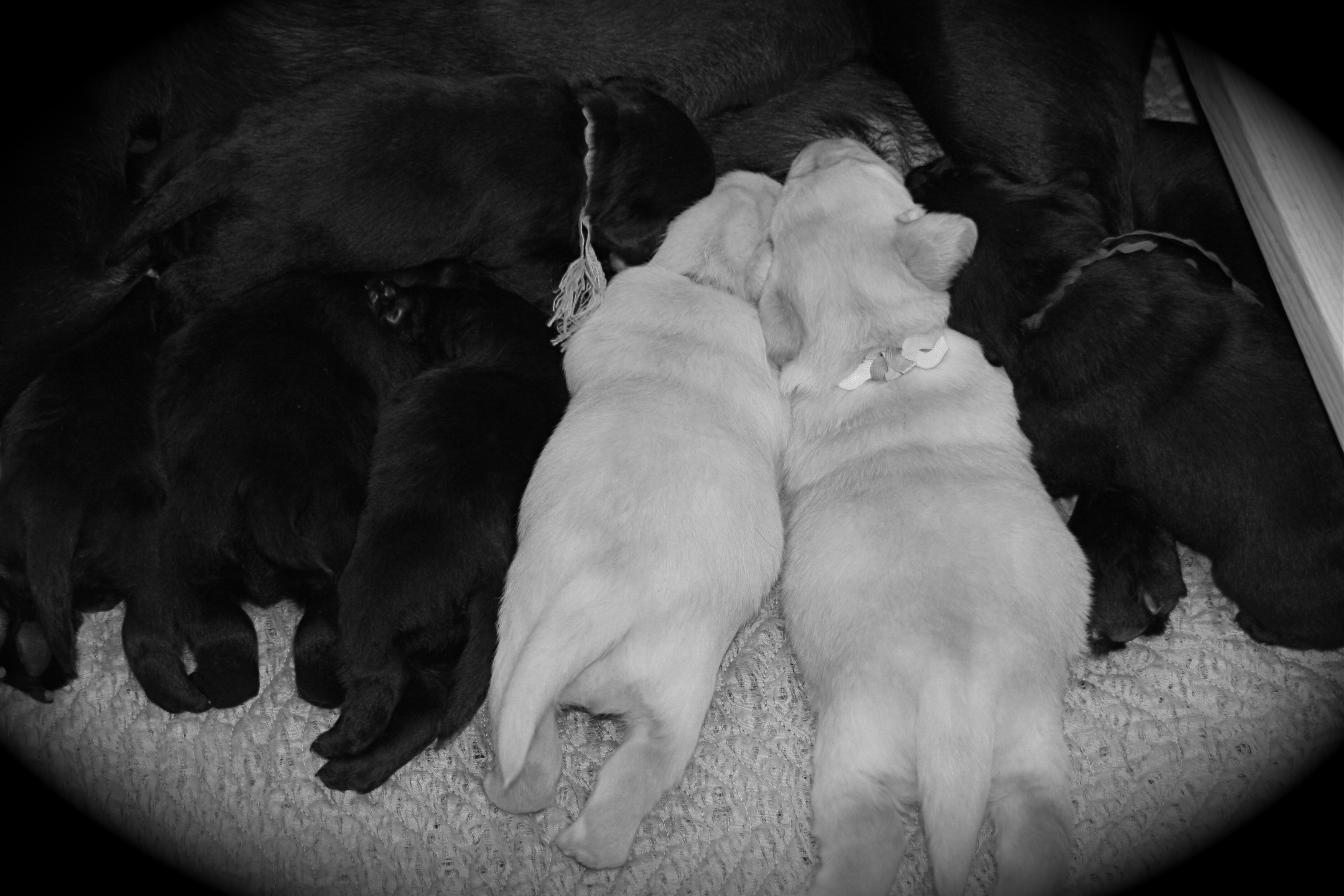 picturegallery15468.tmp/weekedesseypups.JPG