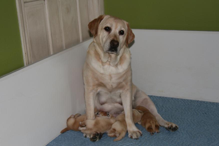 picturegallery15468.tmp/willowandpupsoneweekreduced.JPG