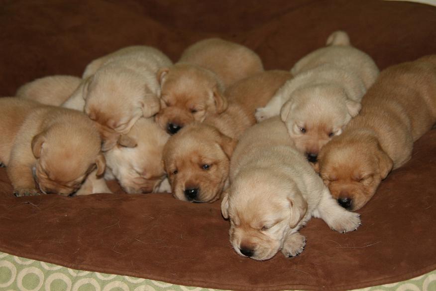 picturegallery15468.tmp/willowcopperpuppies2weeks.JPG